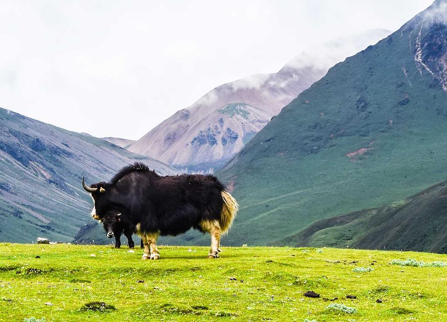 From Paro: 5-Day Druk Path Trek to Thimphu with Meals 2