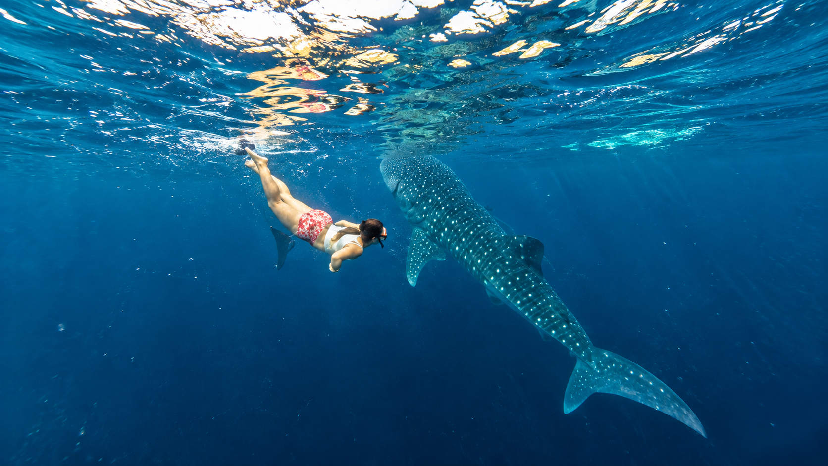 Cebu: Oslob Whale Shark Swimming Experience with Transfer 3