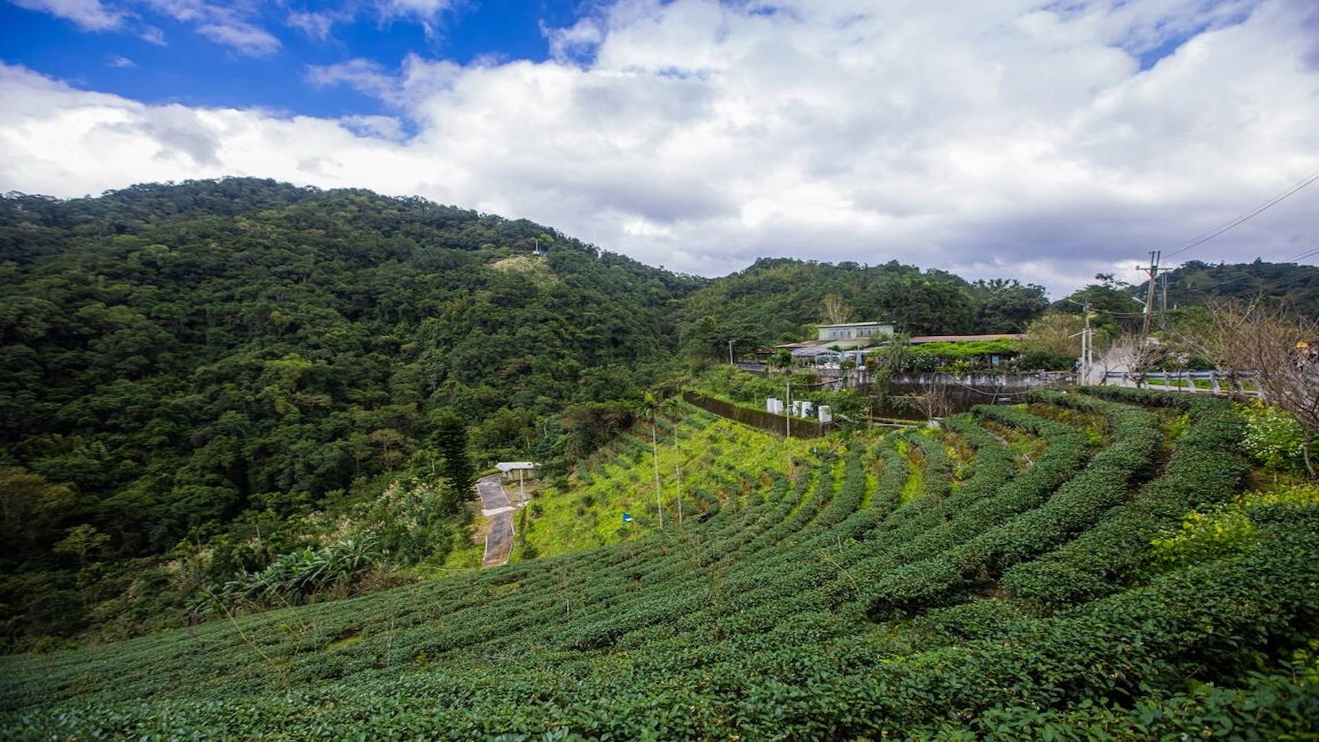 From Taipei: Thousand-Island Lake & Tea Museum Private Tour 3