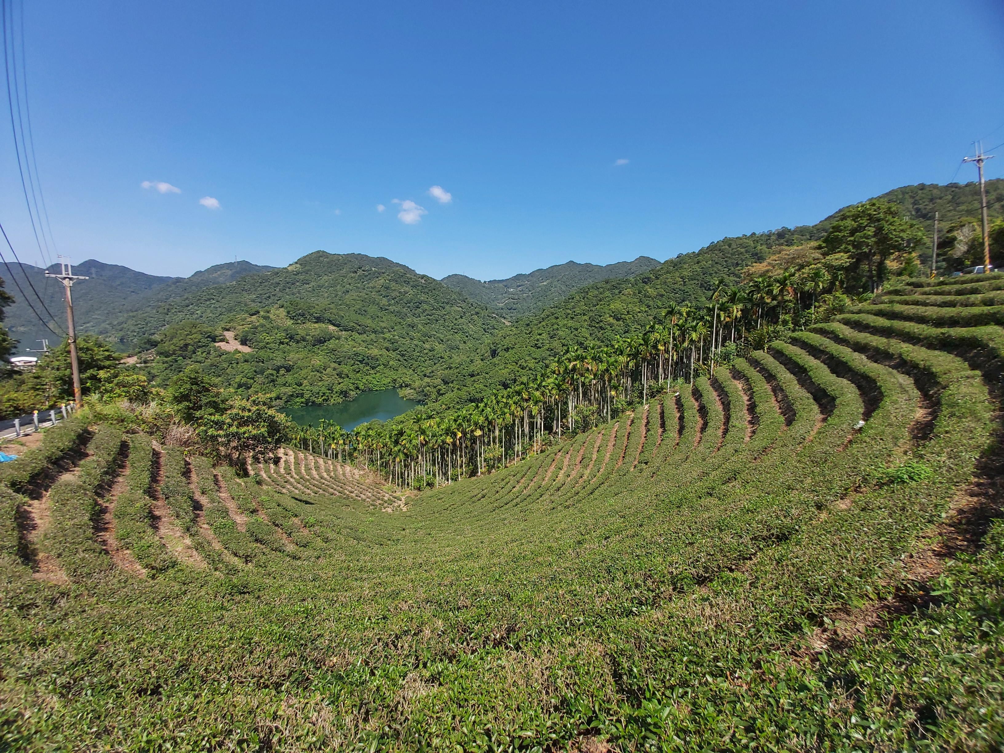 From Taipei: Thousand Island Lake and Pinglin Tea Plantation 2
