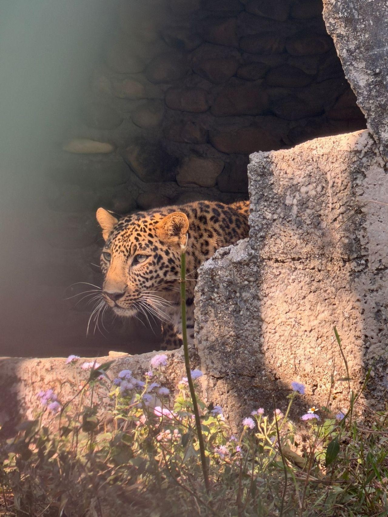 Pokhara:Zoological Park & Lake Suspension Bridge Guided Tour