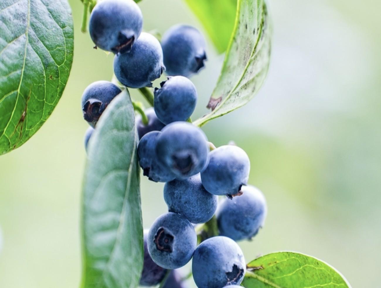 Shanghai:Haining Blueberry Picking & Water Town Private Trip