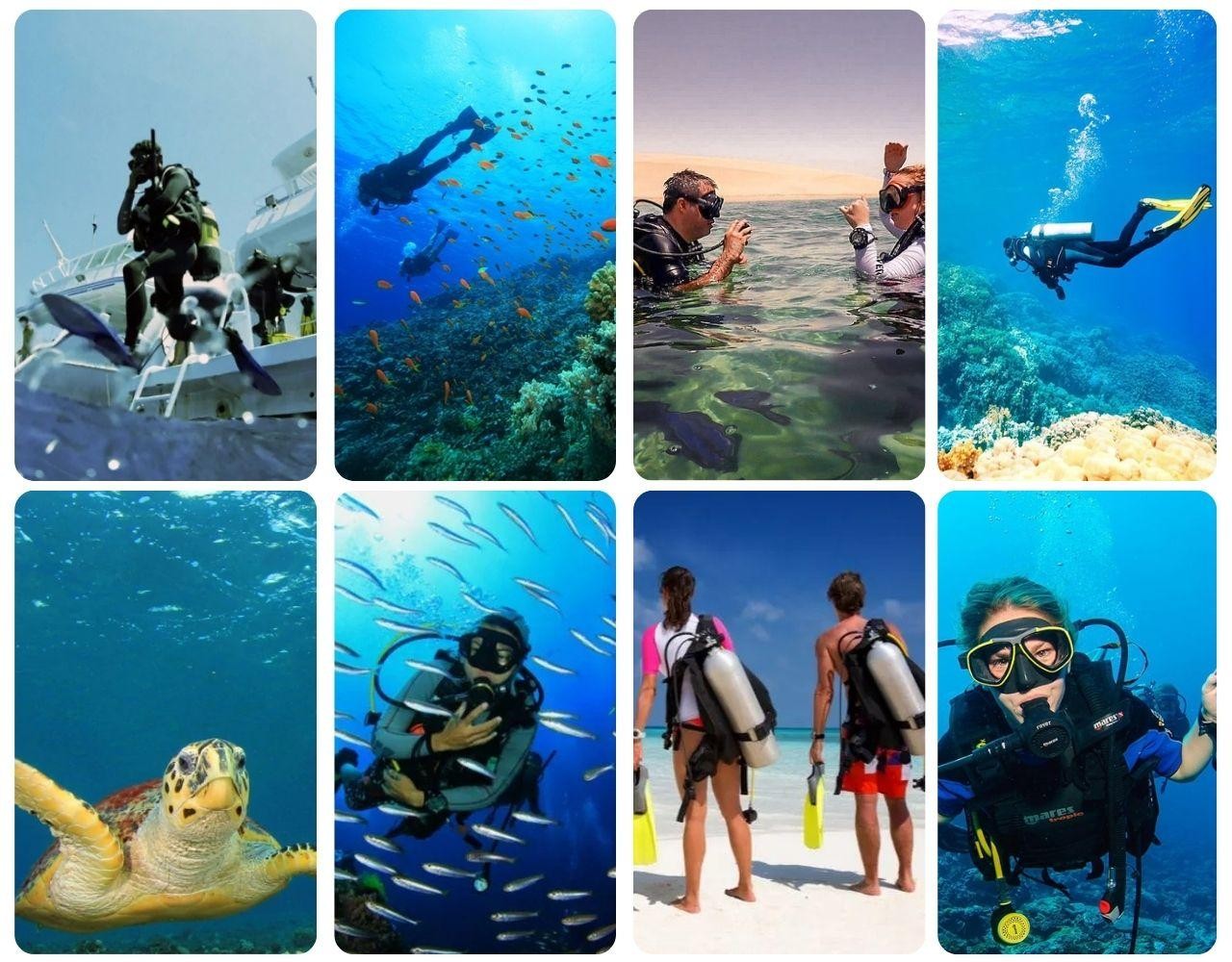 Doha Scuba: Guided Dive with Local Expert & Refreshments