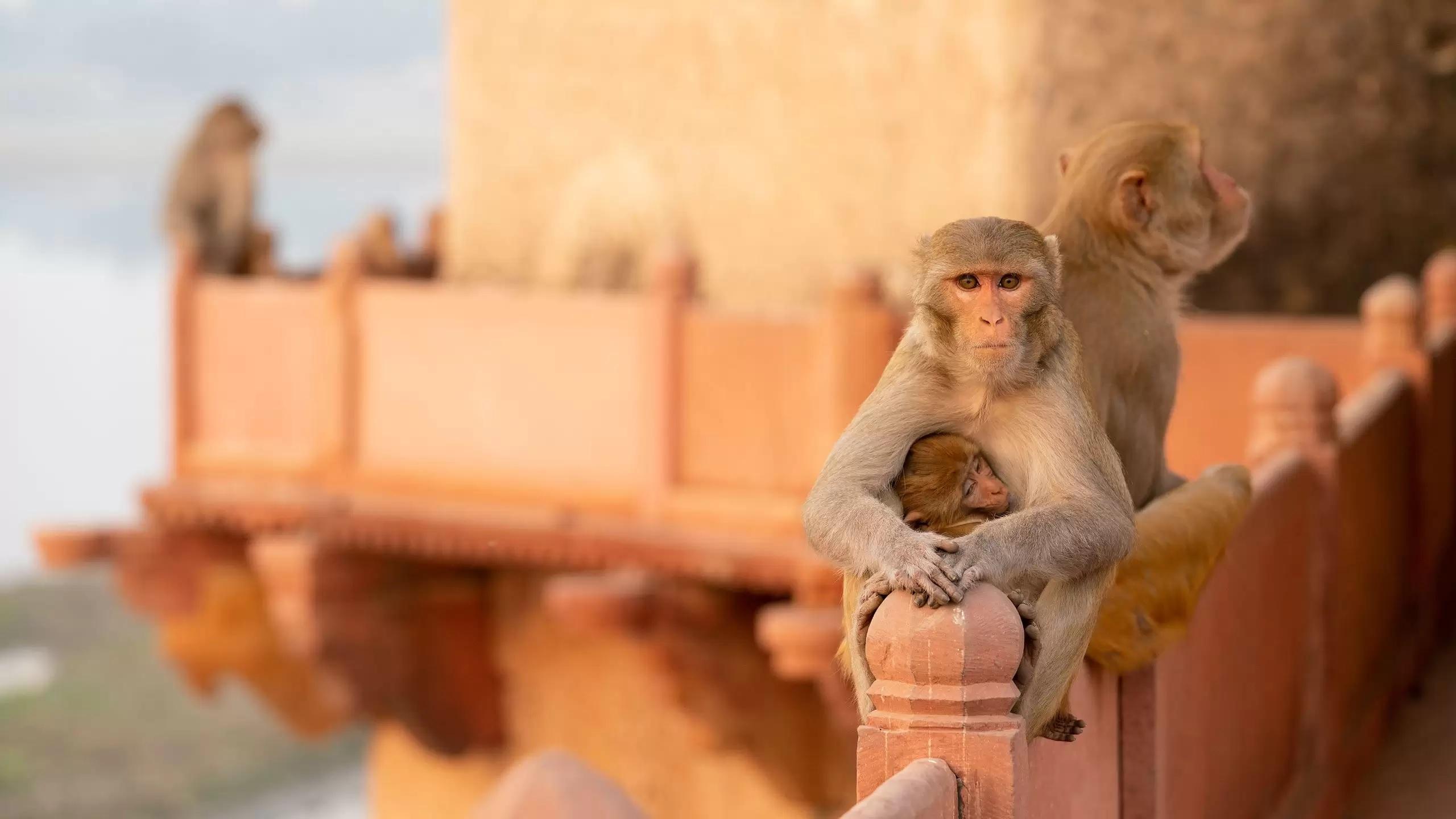 Jaipur: Morning Monkey Temple Guided Tour with Local Market 3