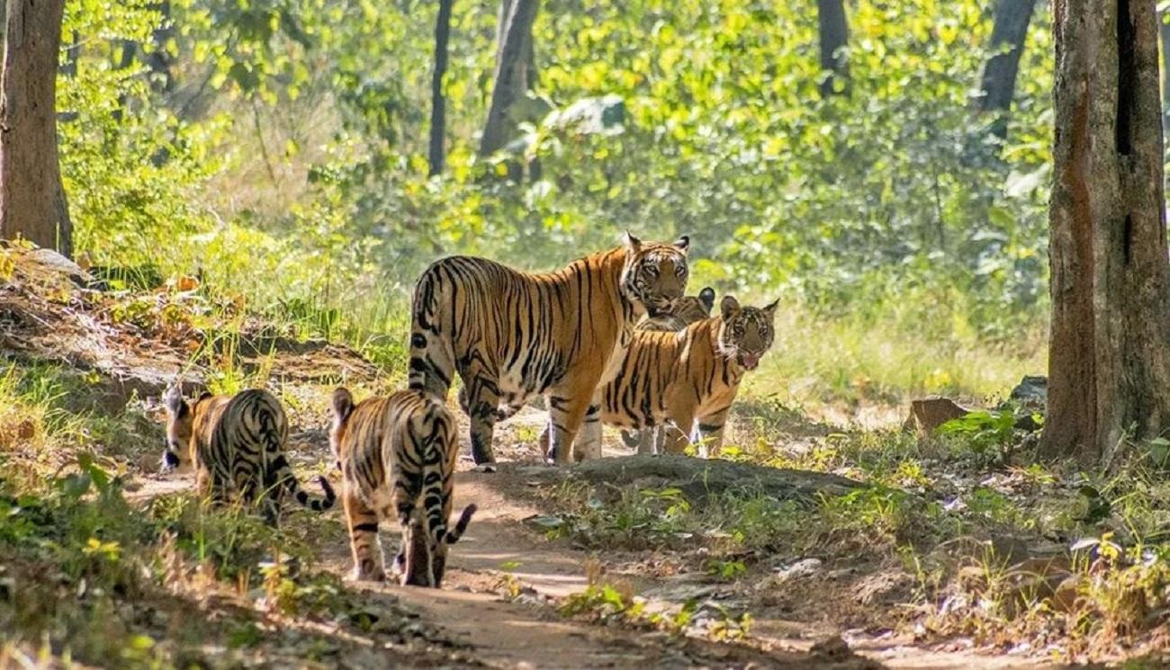 05 Days-Private Luxury Golden Triangle Tour with Ranthambore 3