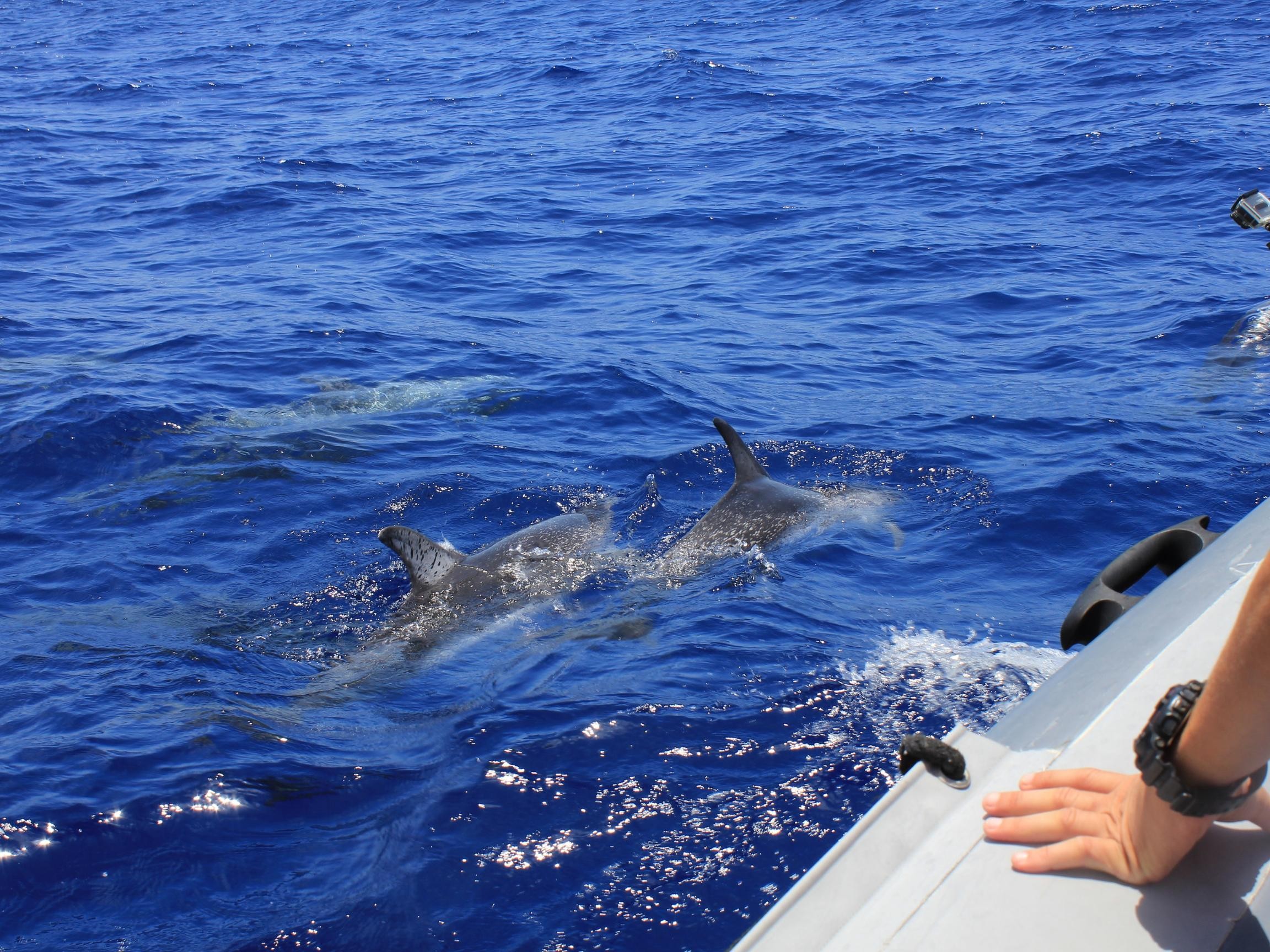 From Muscat: Discover Dolphins Day Trip 3