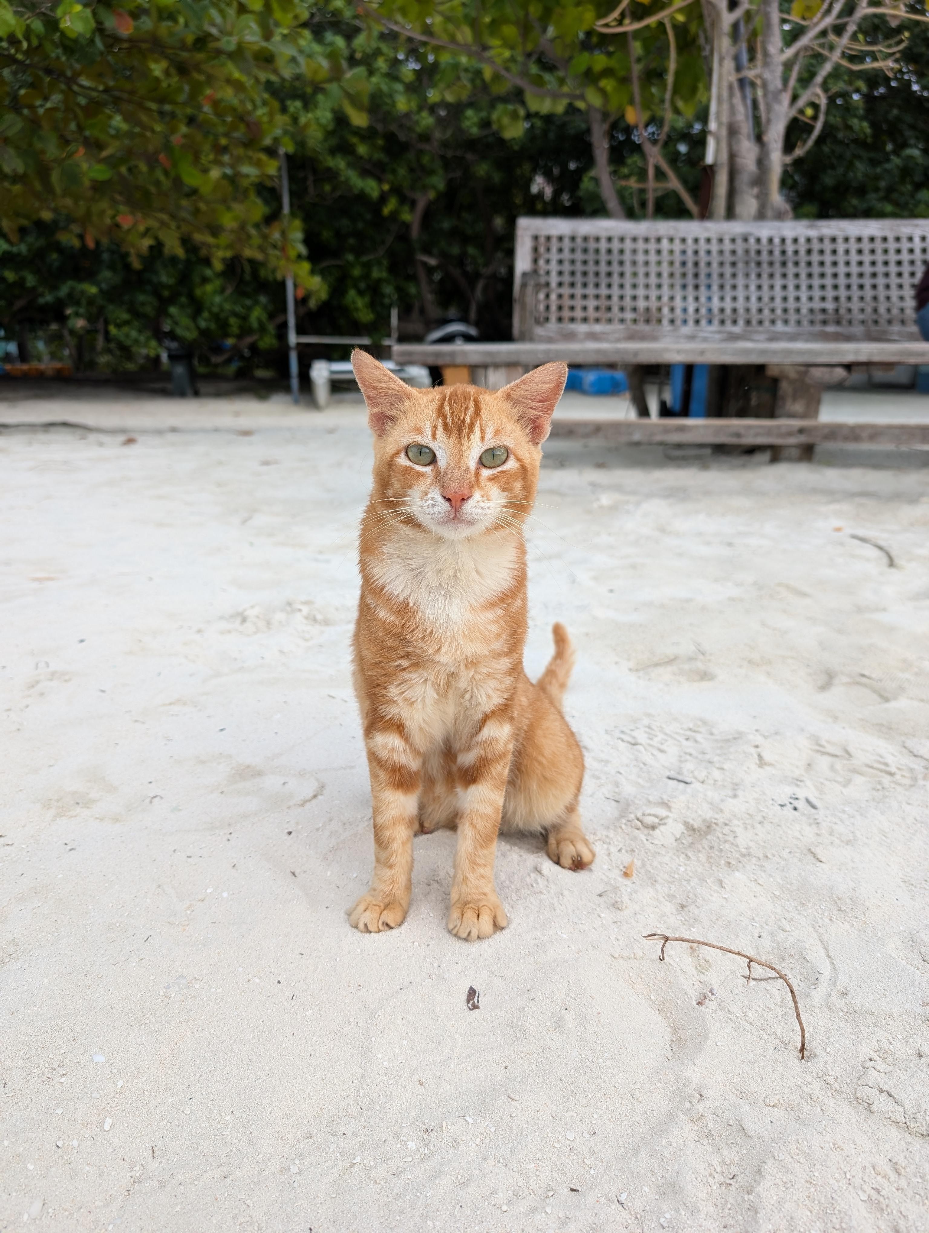 Malé: Visit a Local Cat Island with Guided Snorkeling