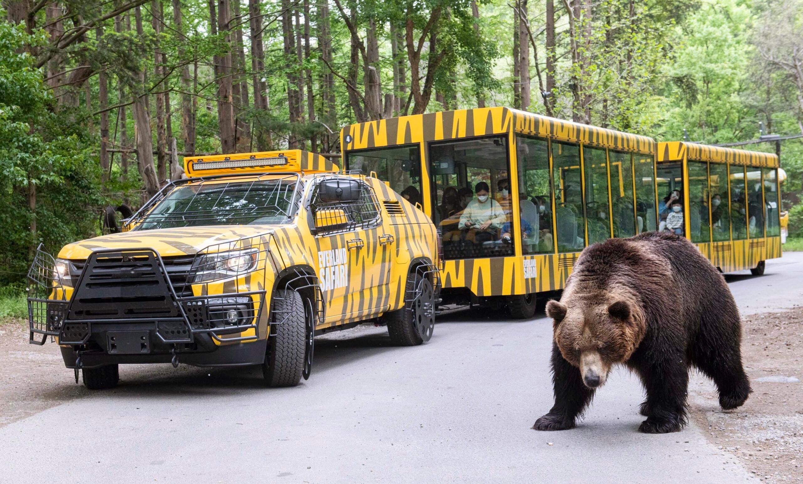 Easy Everland Trip: Private Transport from Your Hotel 3