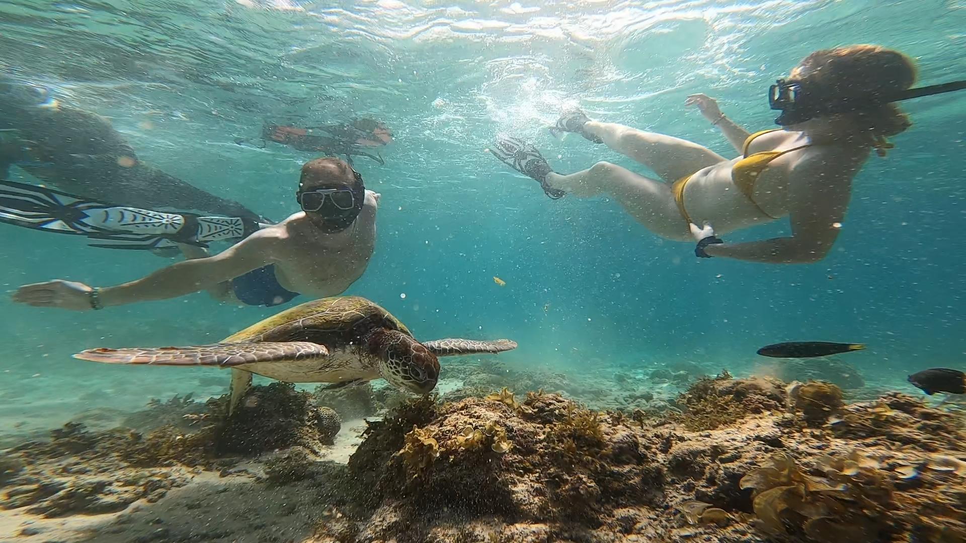 Cebu: Moalboal Island Hopping Paradise, Sardines Run