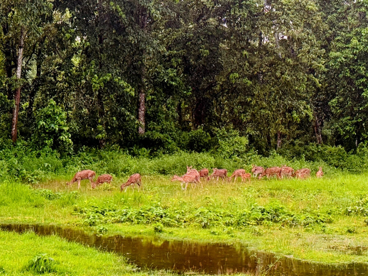 Koshi Tappu Wildlife Safari 3 Days from Kathmandu 2