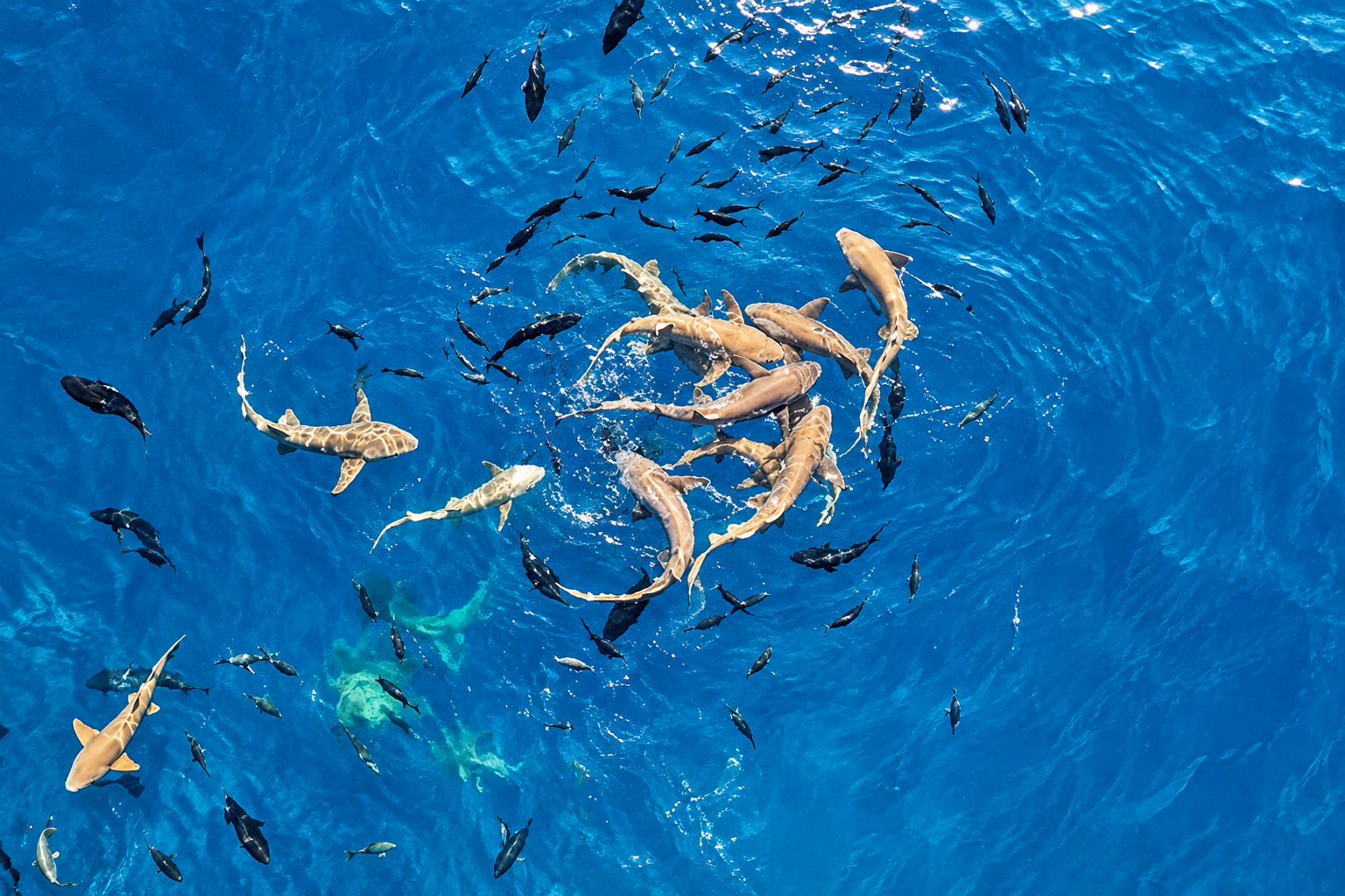 From Hulhumalé: Nurse Shark & Stingray Snorkeling Tour 2