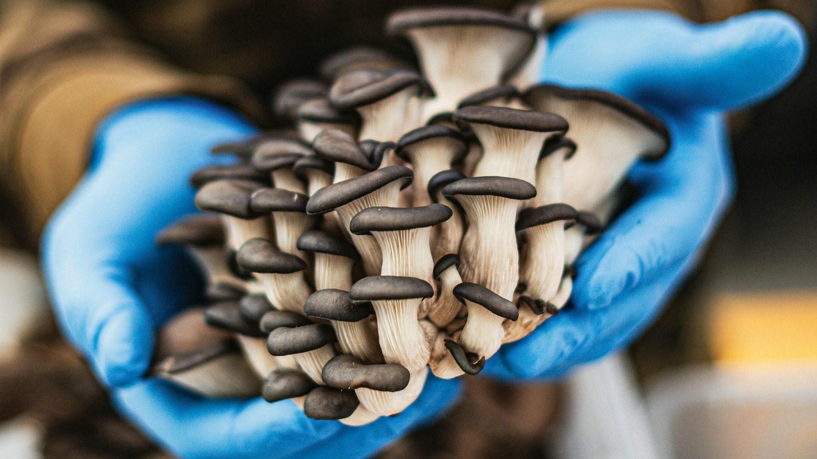 Shanghai: Mushroom Farm Discovery & Picking Private Trip 3