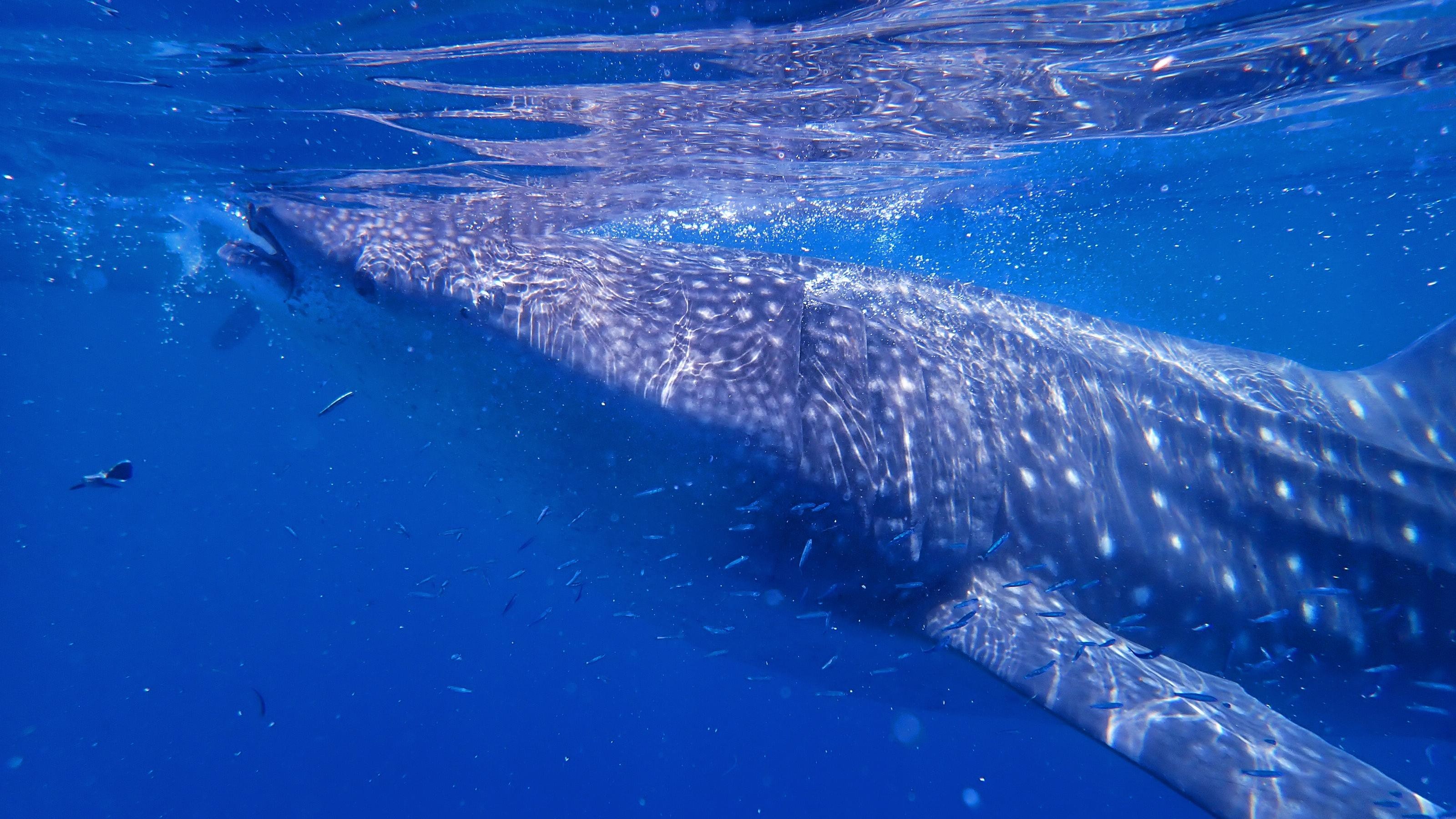 Cebu: 2-Day Private Tour Moalboal and Oslob