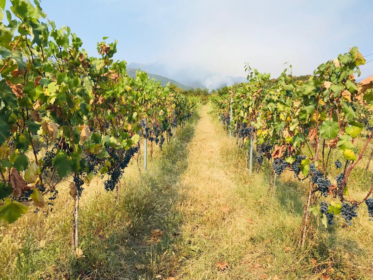Batumi Noir: Elegant Wine Room & Night Storytelling — guided tour in Batumi