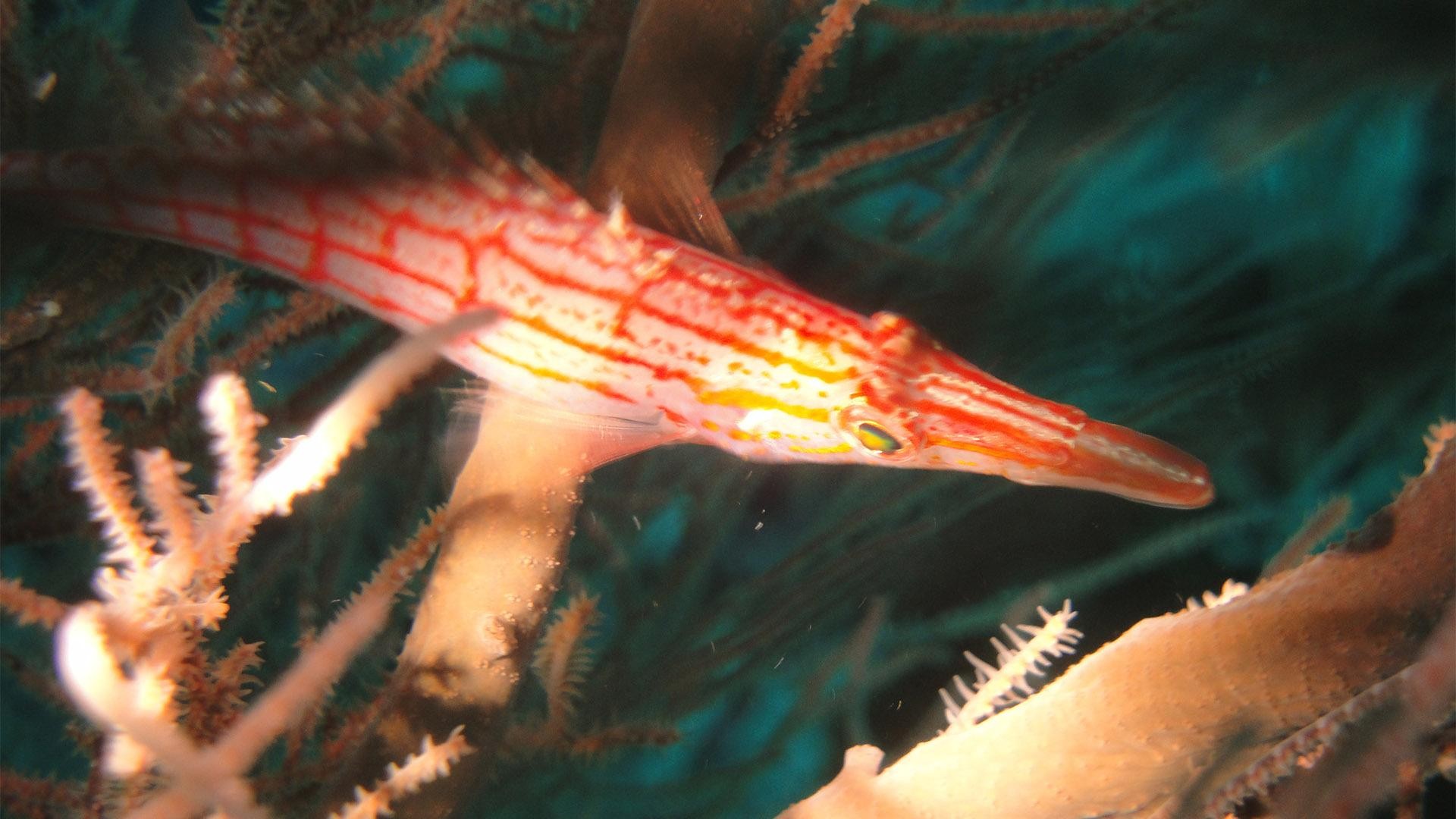 Maldives: Night Dive with Equipment and Guide 3