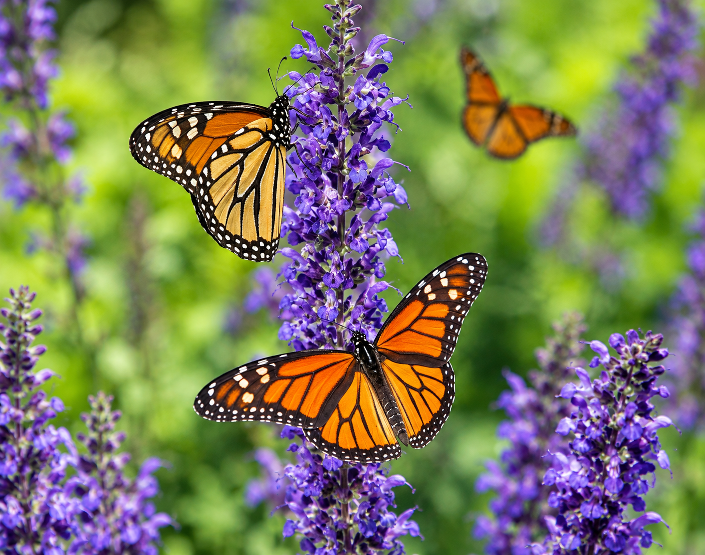 Nepal : Hattiban Butterfly Watching Tour 2