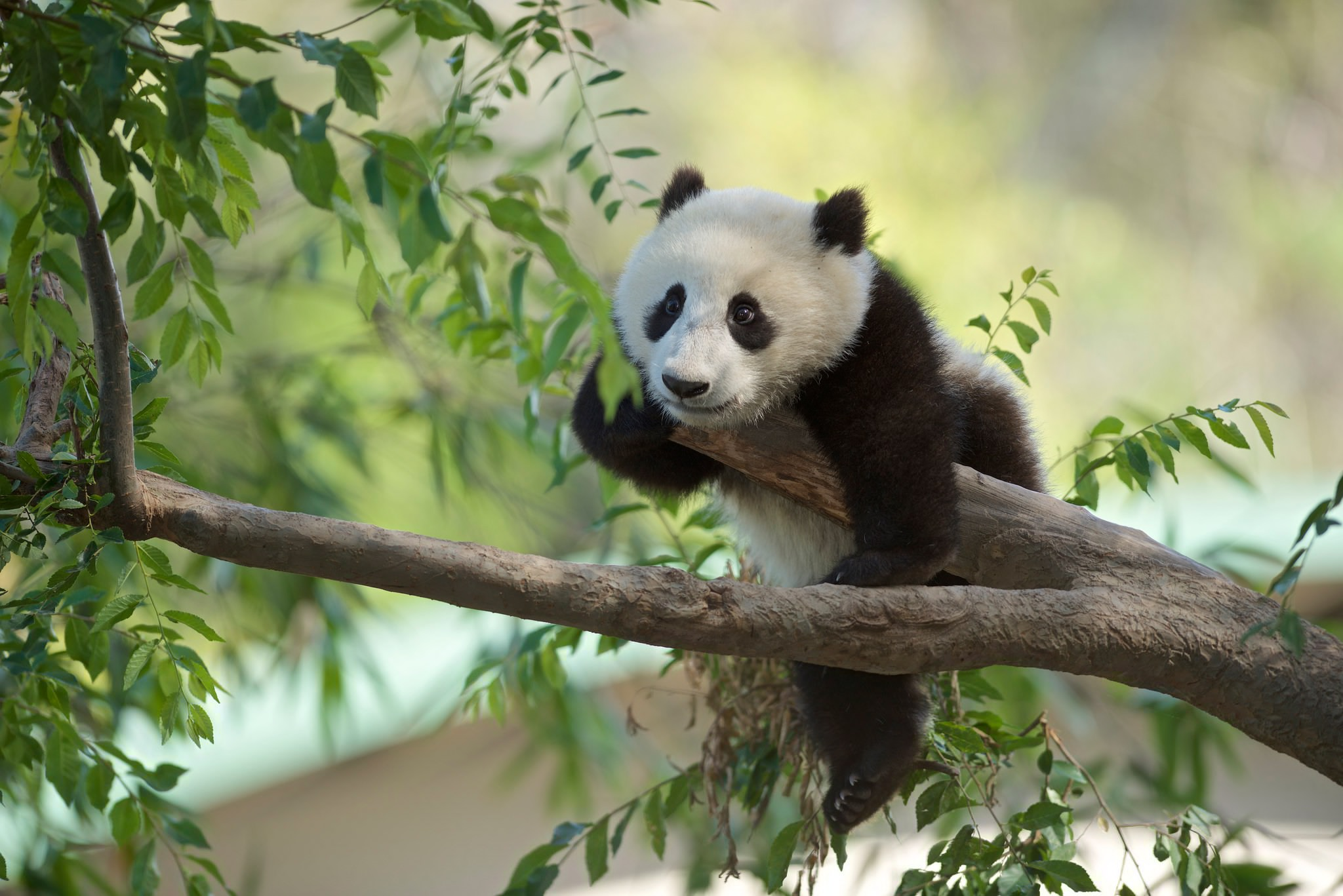 Beijing: Half Day Tour to Panda House and Summer Palace 3