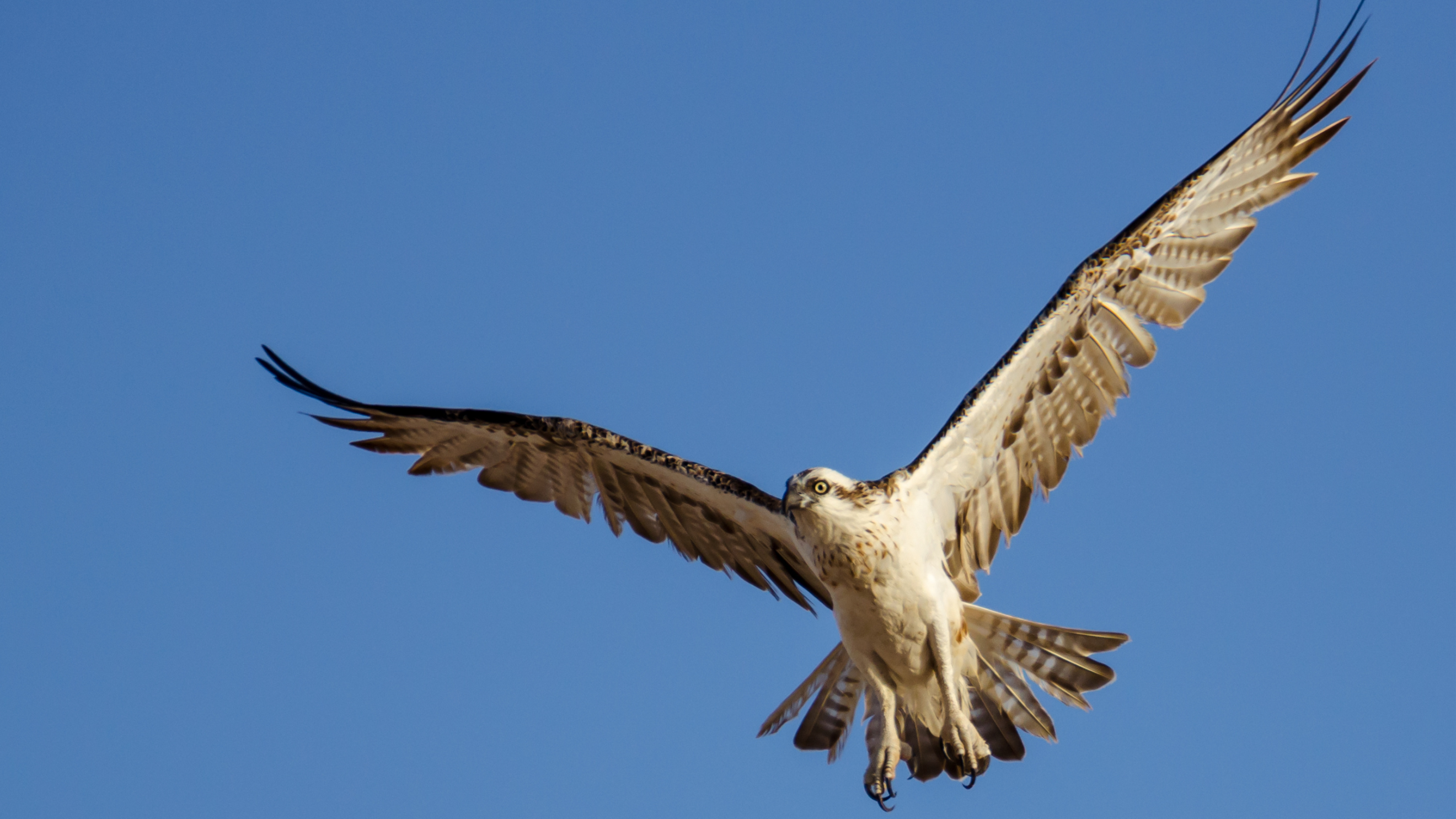 al fahal island bird watching and snorkeling adventure 3
