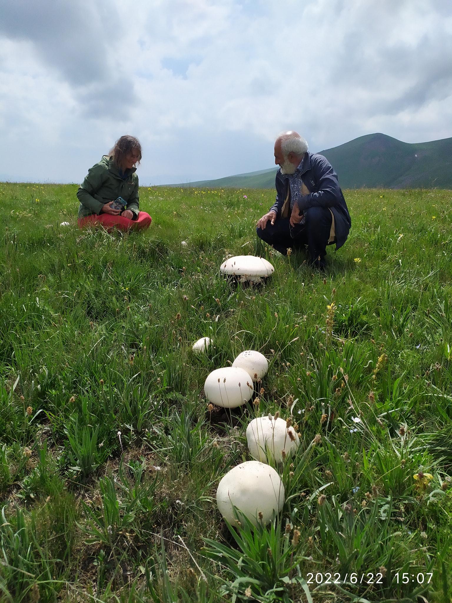 Yerevan: Wild Herbs Foraging Experience in the Nature