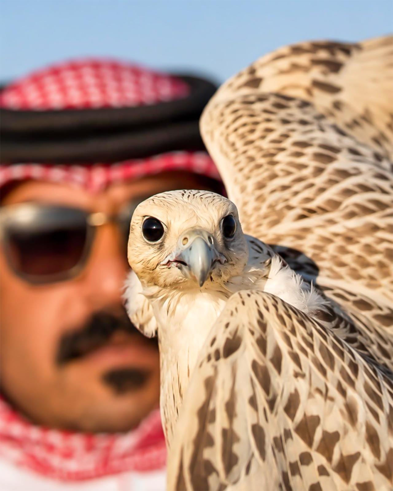 Desert Falconry, Camel Ride & Traditional Camp Dinner