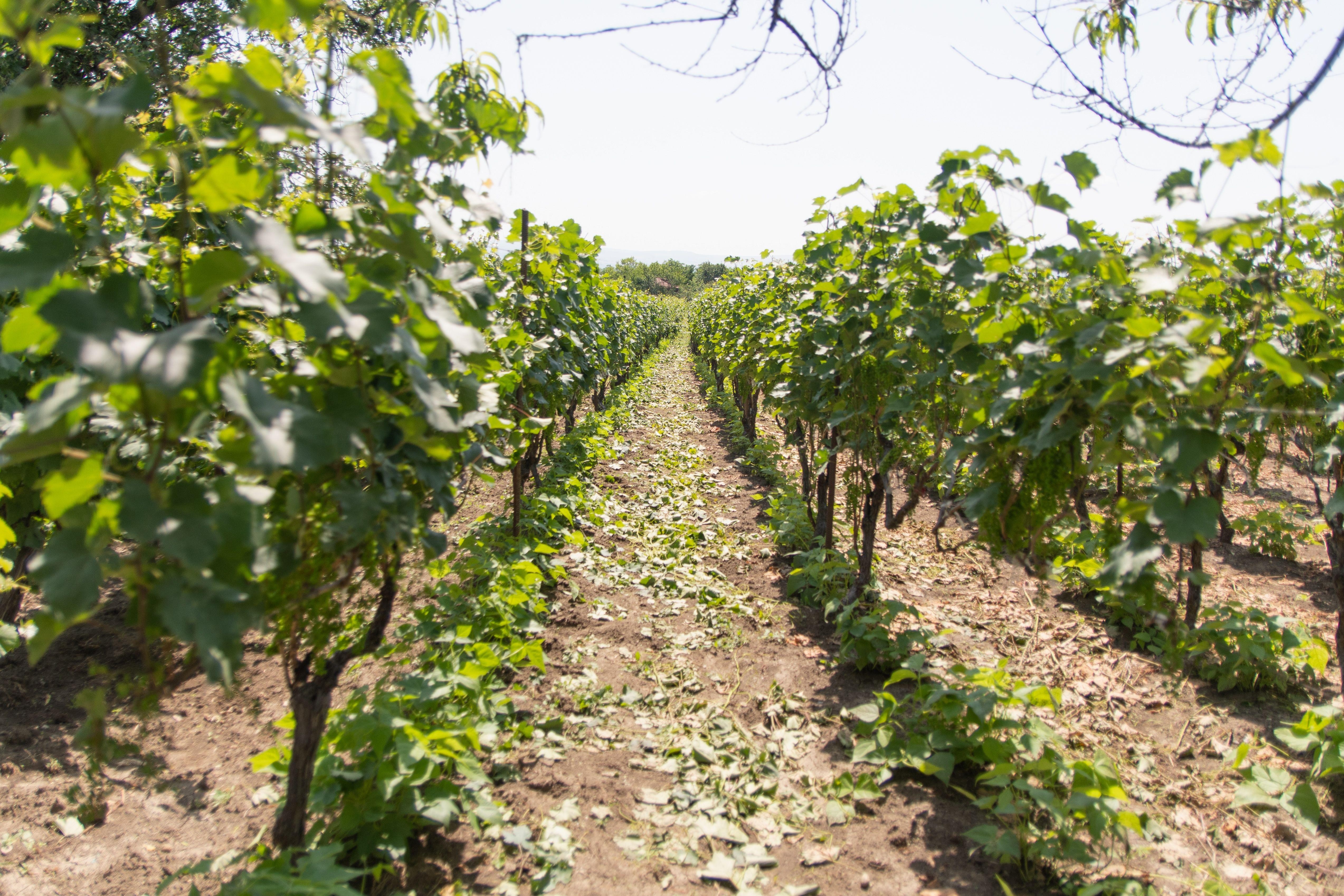 Tbilisi: Kakheti Wine, Harvest & Local Life Tour 3