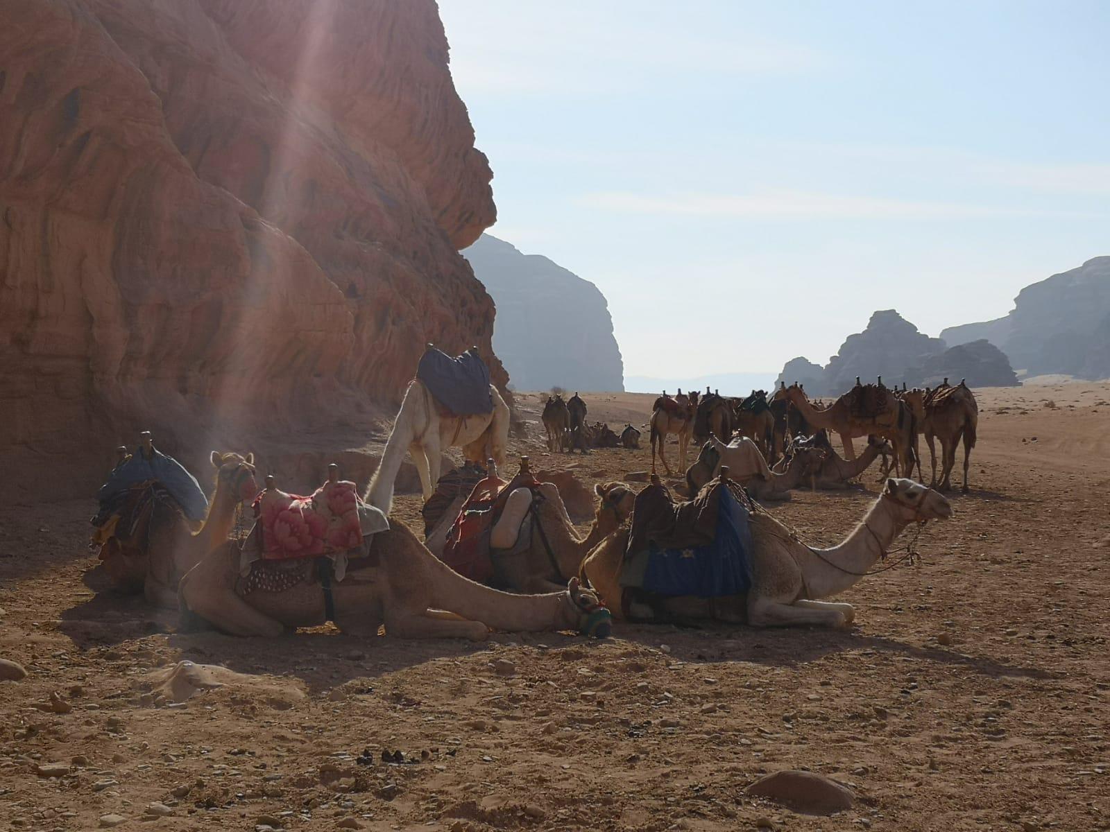 From Amman: Petra & Wadi Rum Day Tour, Shared or Private 2