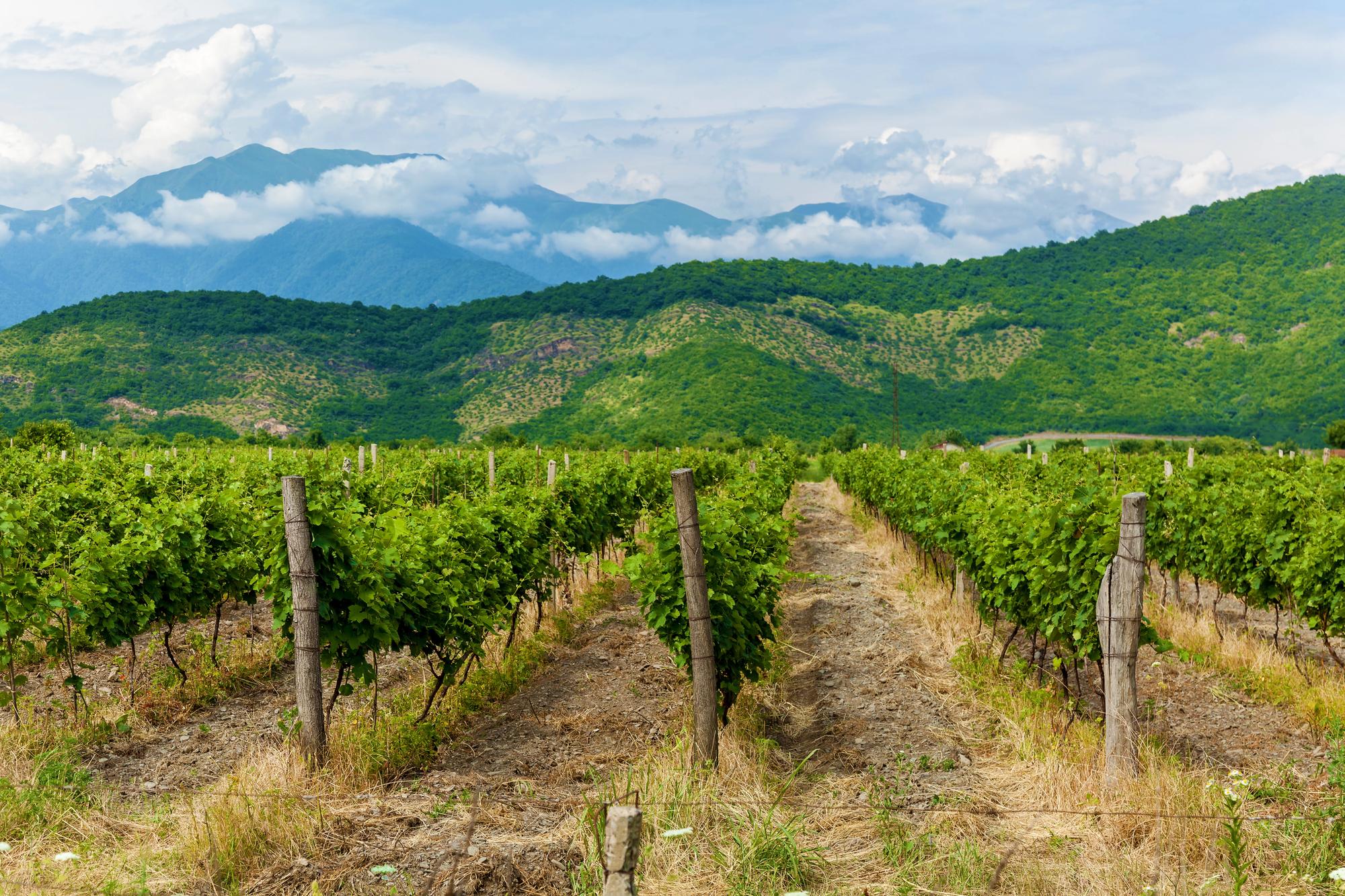 From Tbilisi: Kakheti, Sighnaghi & Winery Tour with Lunch 2