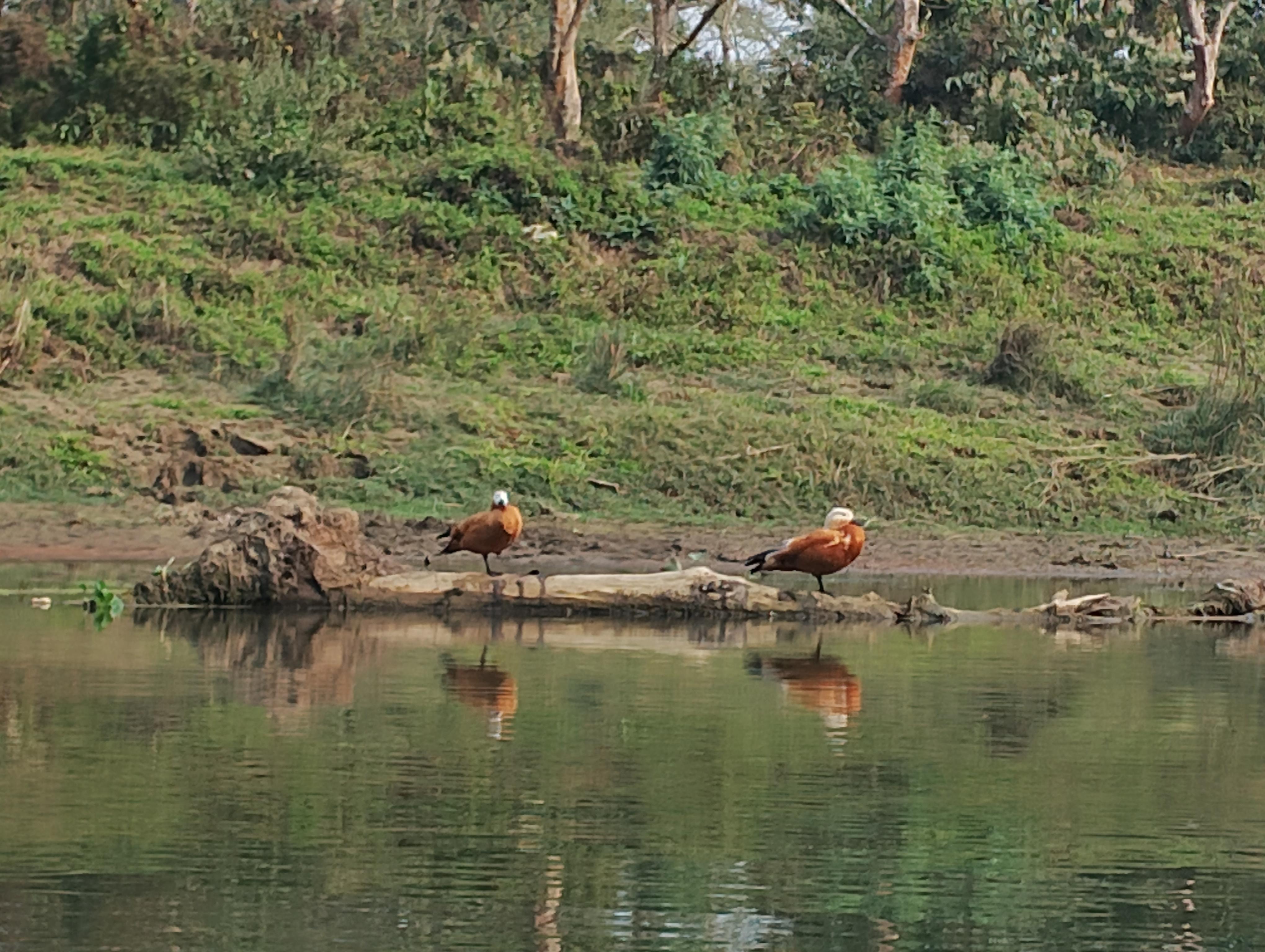 From Kathmandu or Pokhara: 4-Day Chitwan National Park Tour