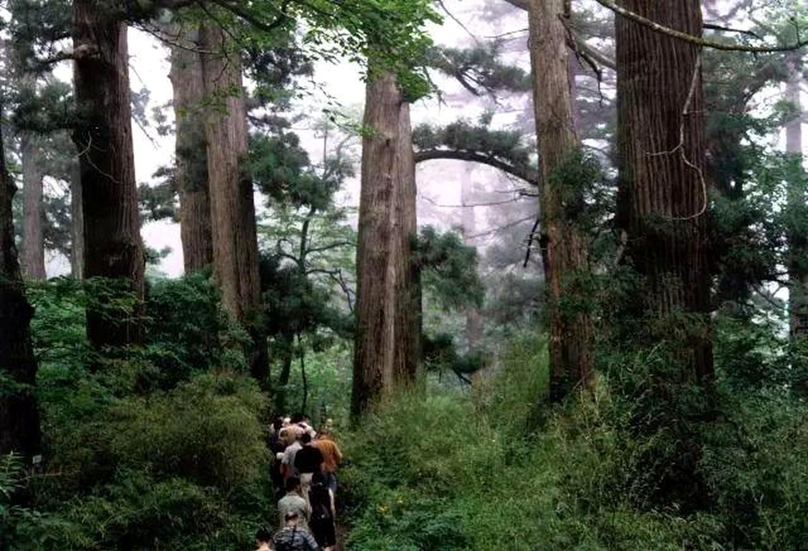 Shanghai: Tianmu Mountain Ancient Forest Private Day Trip