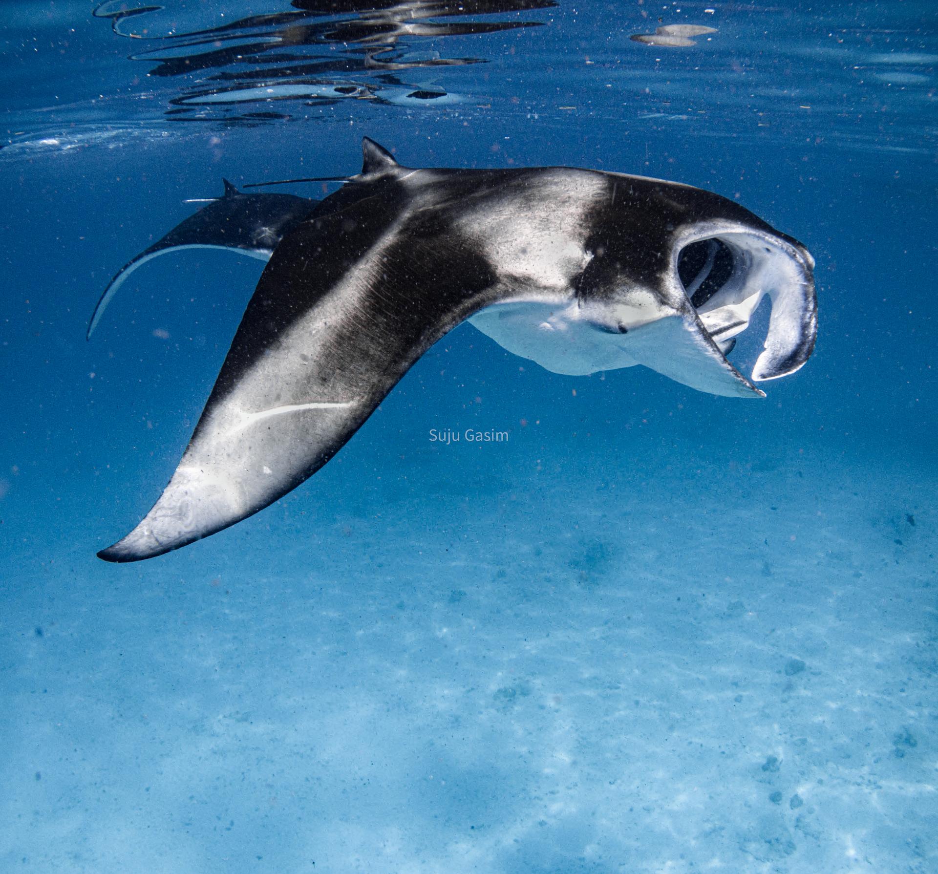 Maldives: Manta Ray Snorkeling at Rasfari Corner 3