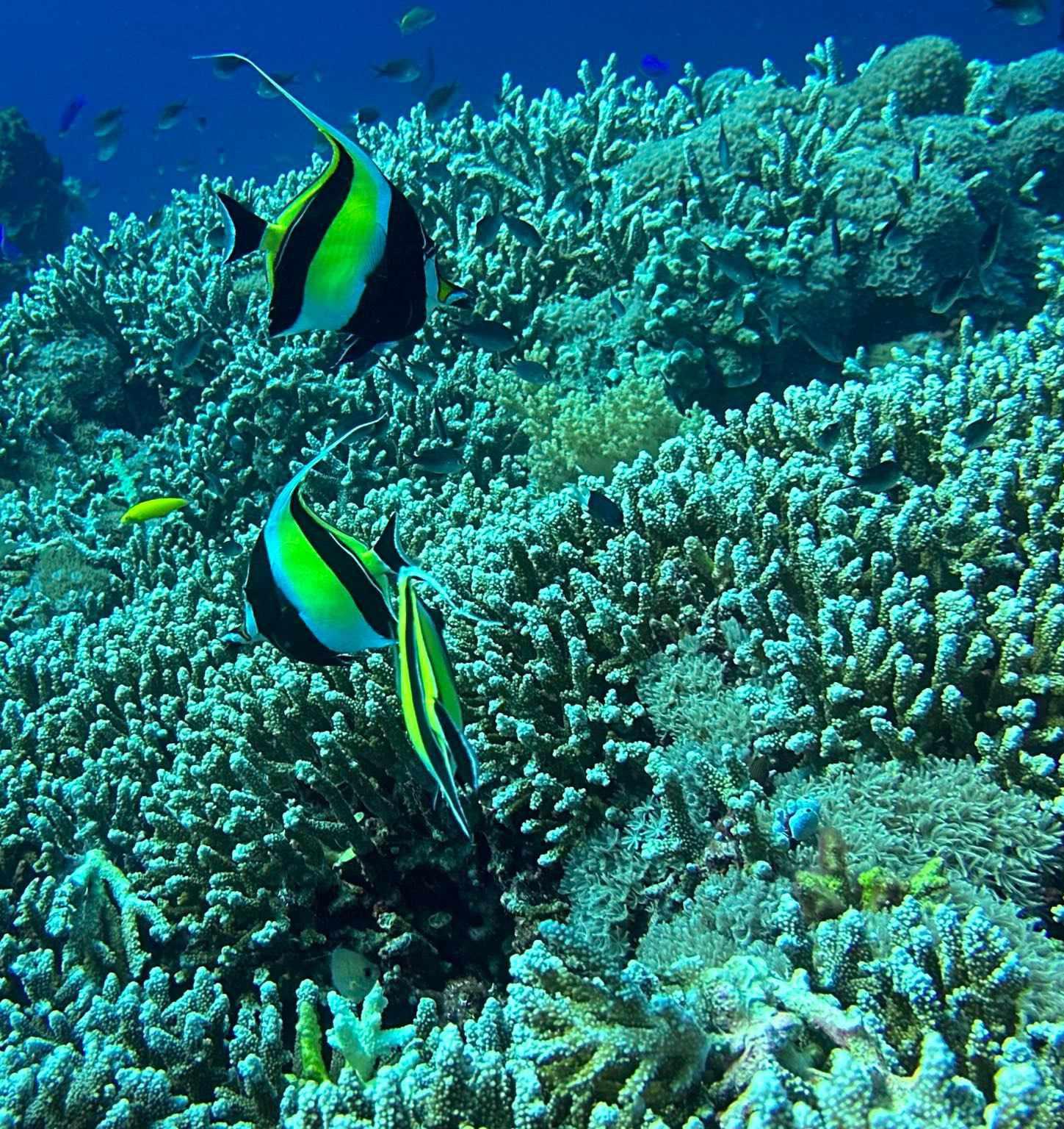 Bantayan Island: Fundive Freediving Excursion 2