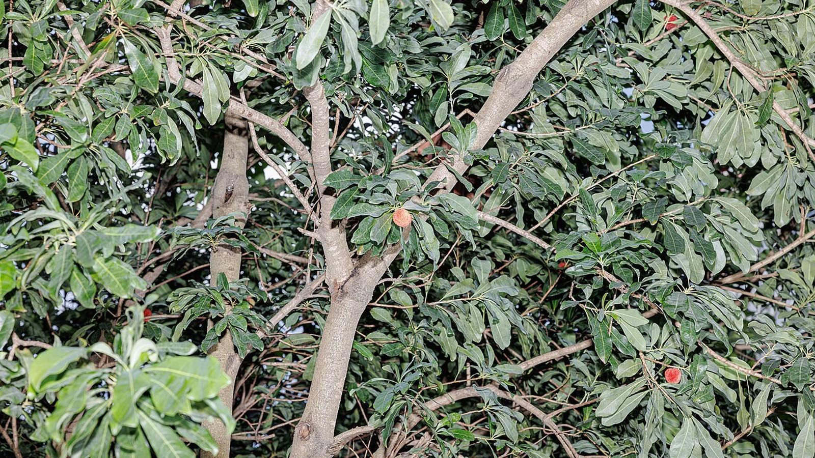 Shanghai: Xianghu Flowers & Bayberry Private Day Trip 3