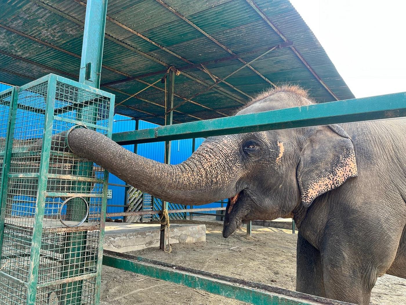 From Agra: Visit to Wildlife SOS Elephant Conservation Trip