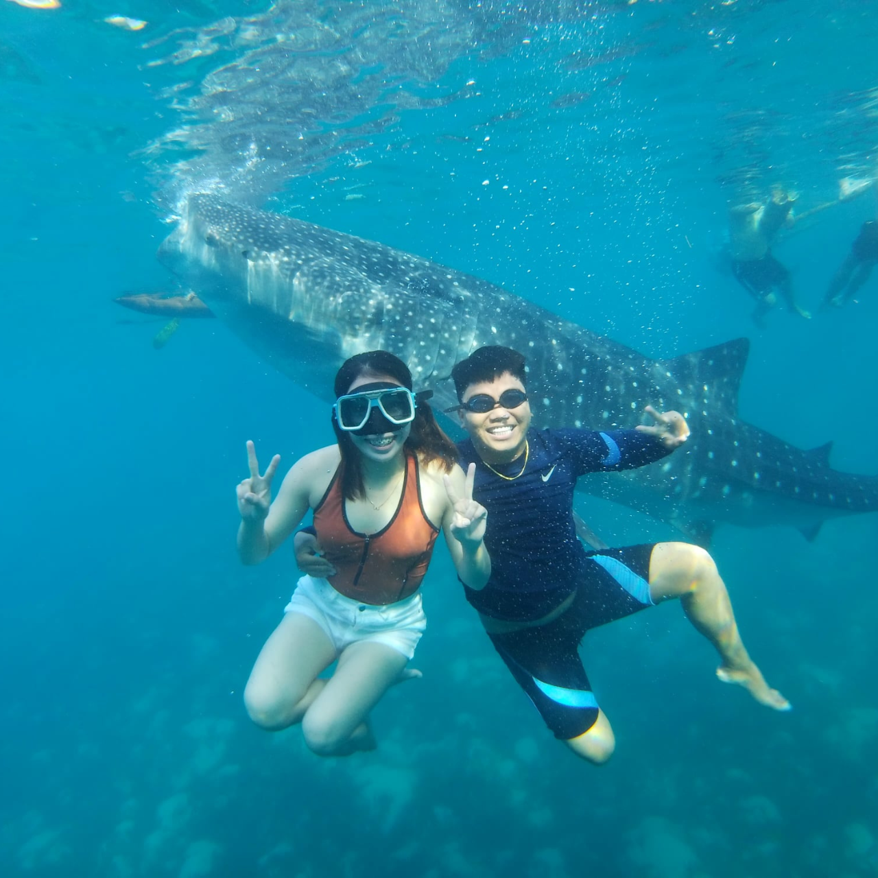 Cebu: Whale Shark Swim, Tumalog Falls & Sumilon Sandbar Tour