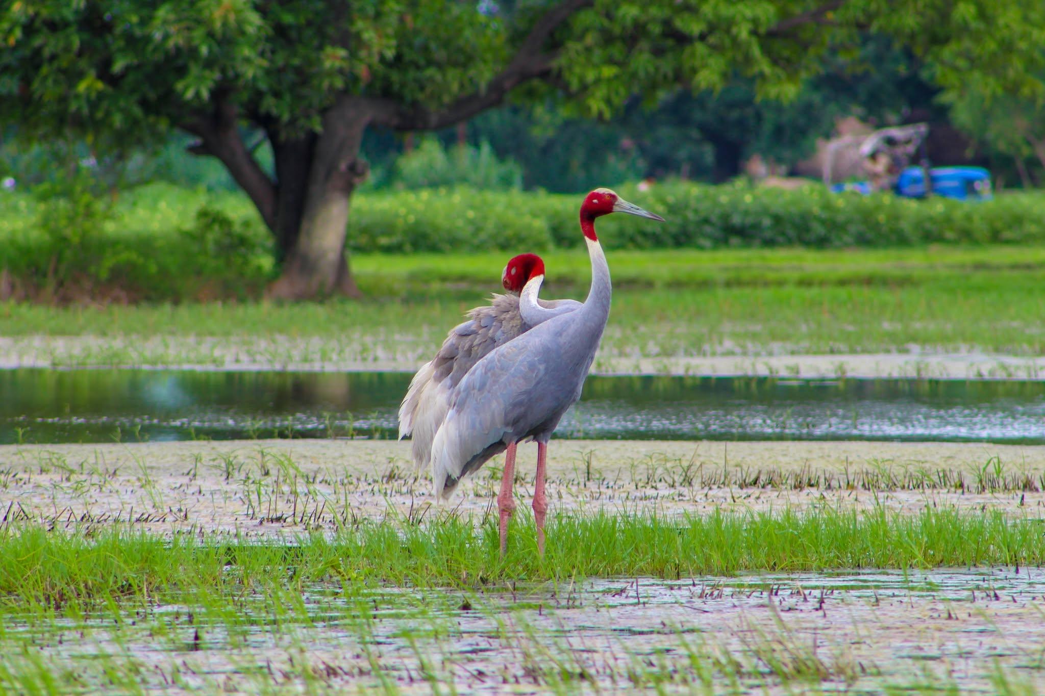 From Kathmandu: Private Dawn Birding Tour to Phulchowki Hill 2