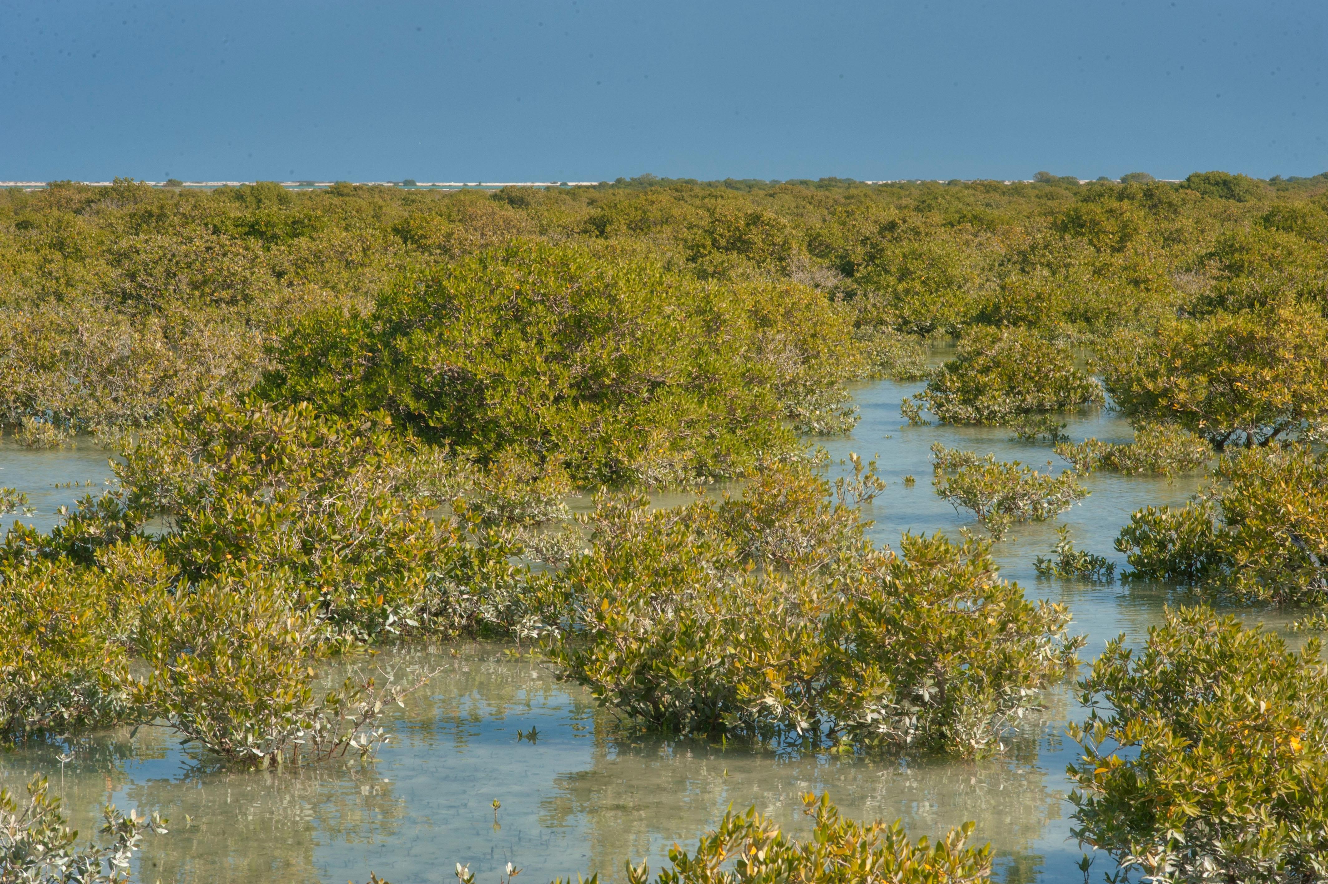 Doha: North Qatar Discovery: Mangroves, Al Jumail Village 2