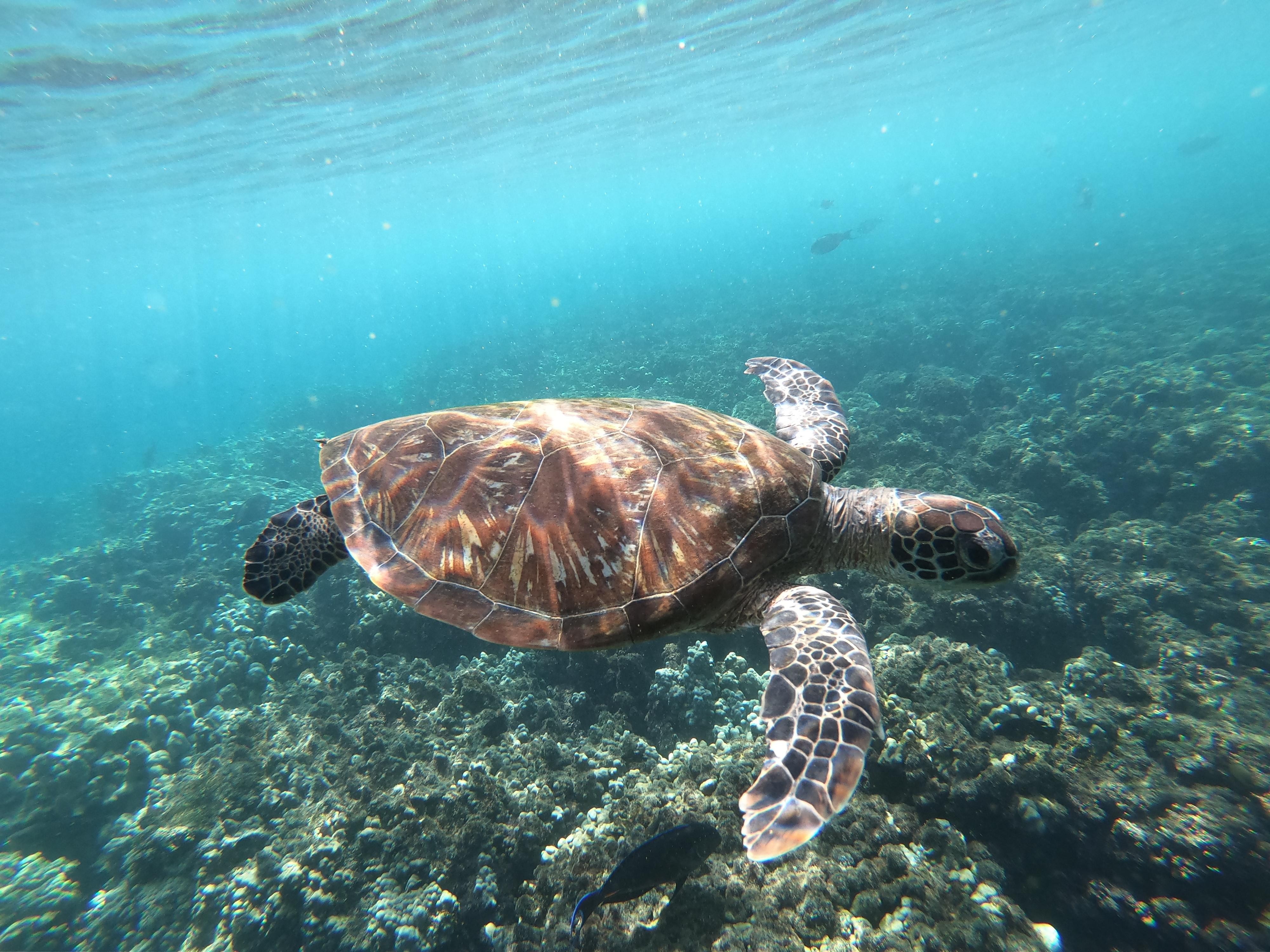 From Muscat: Daymaniyat Islands Reef Snorkeling Tour 3