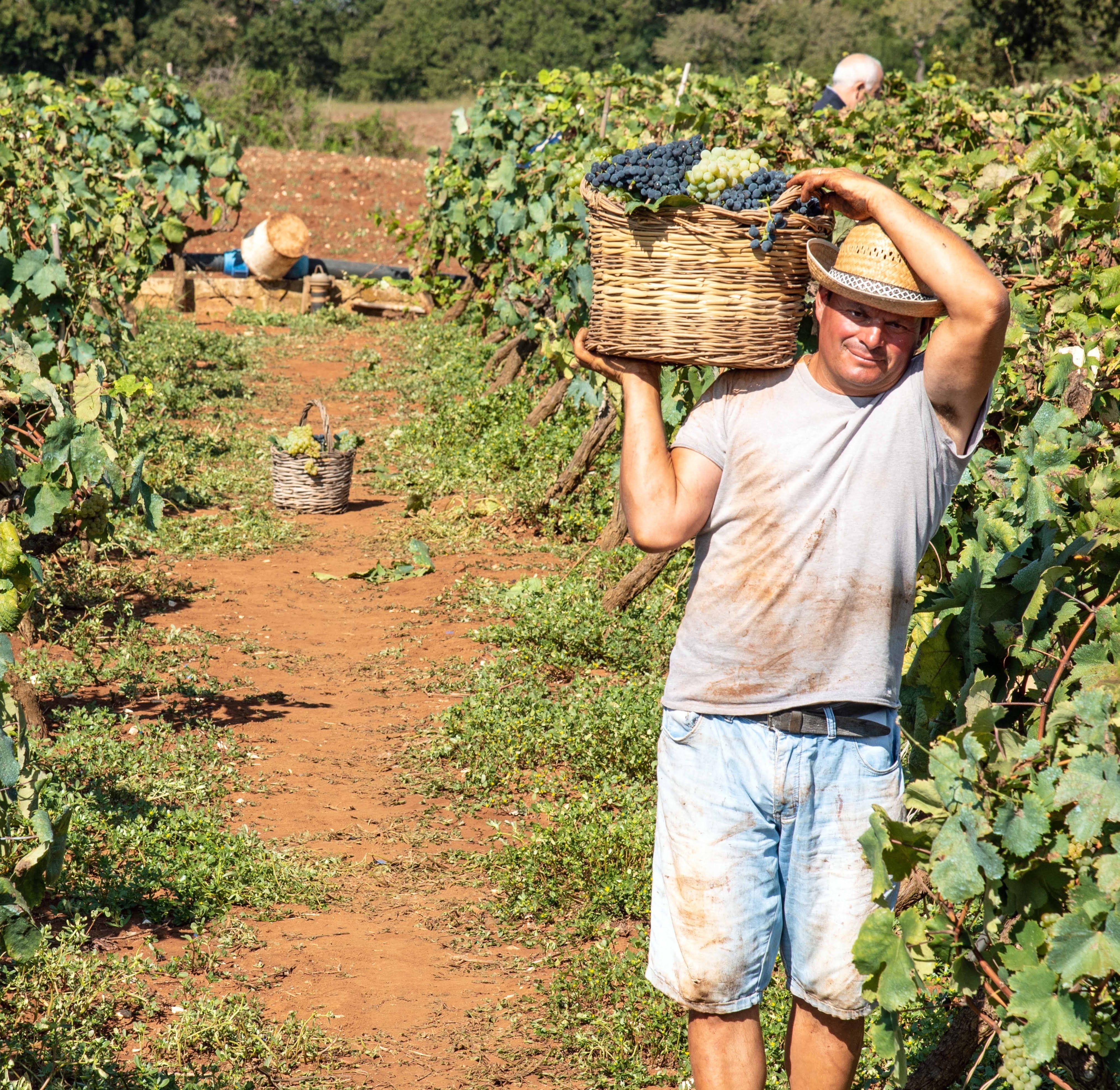 Tbilisi: Kakheti Rtveli Harvest, Wine & Georgian Supra Tour