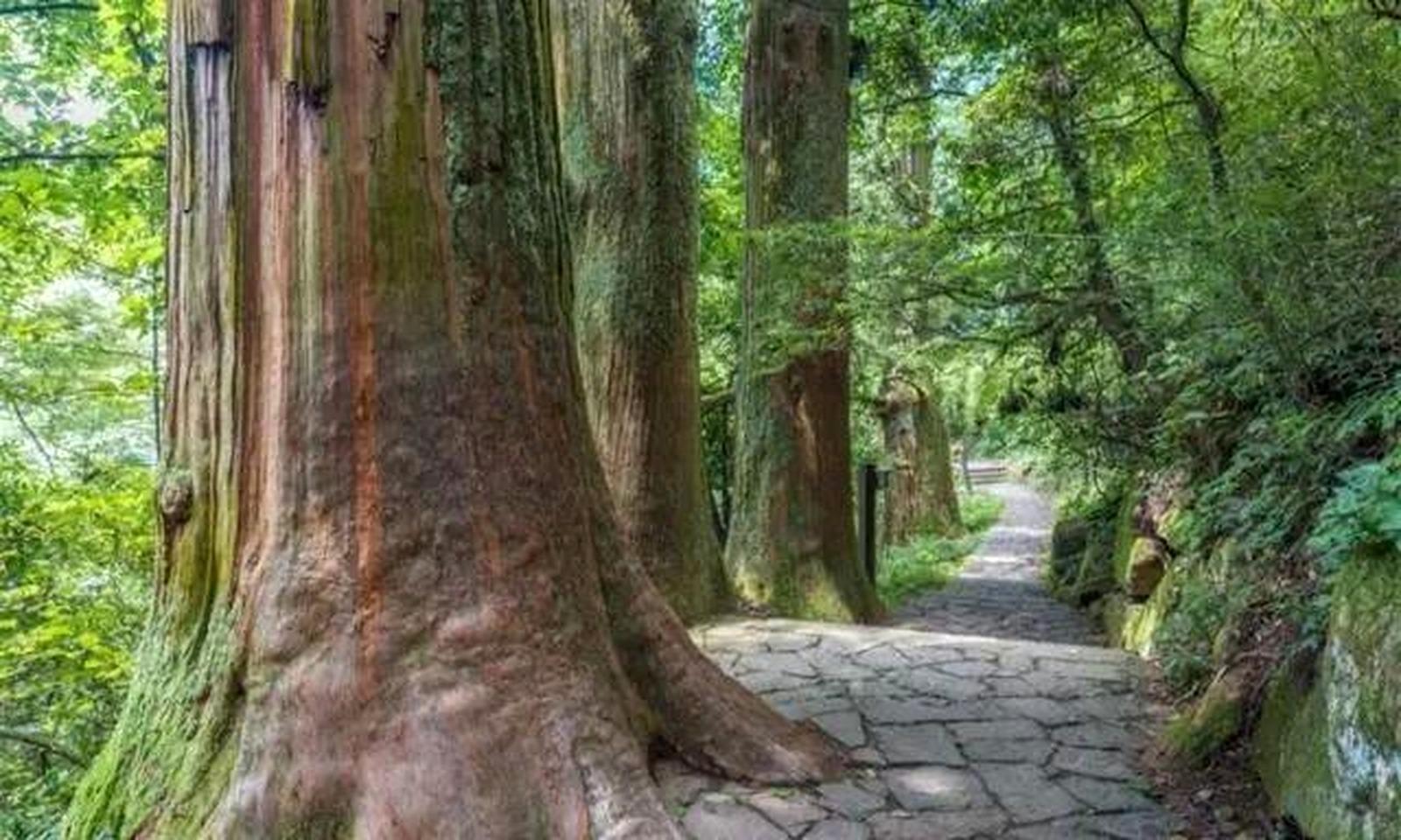 Shanghai: Tianmu Mountain Ancient Forest Private Day Trip 3