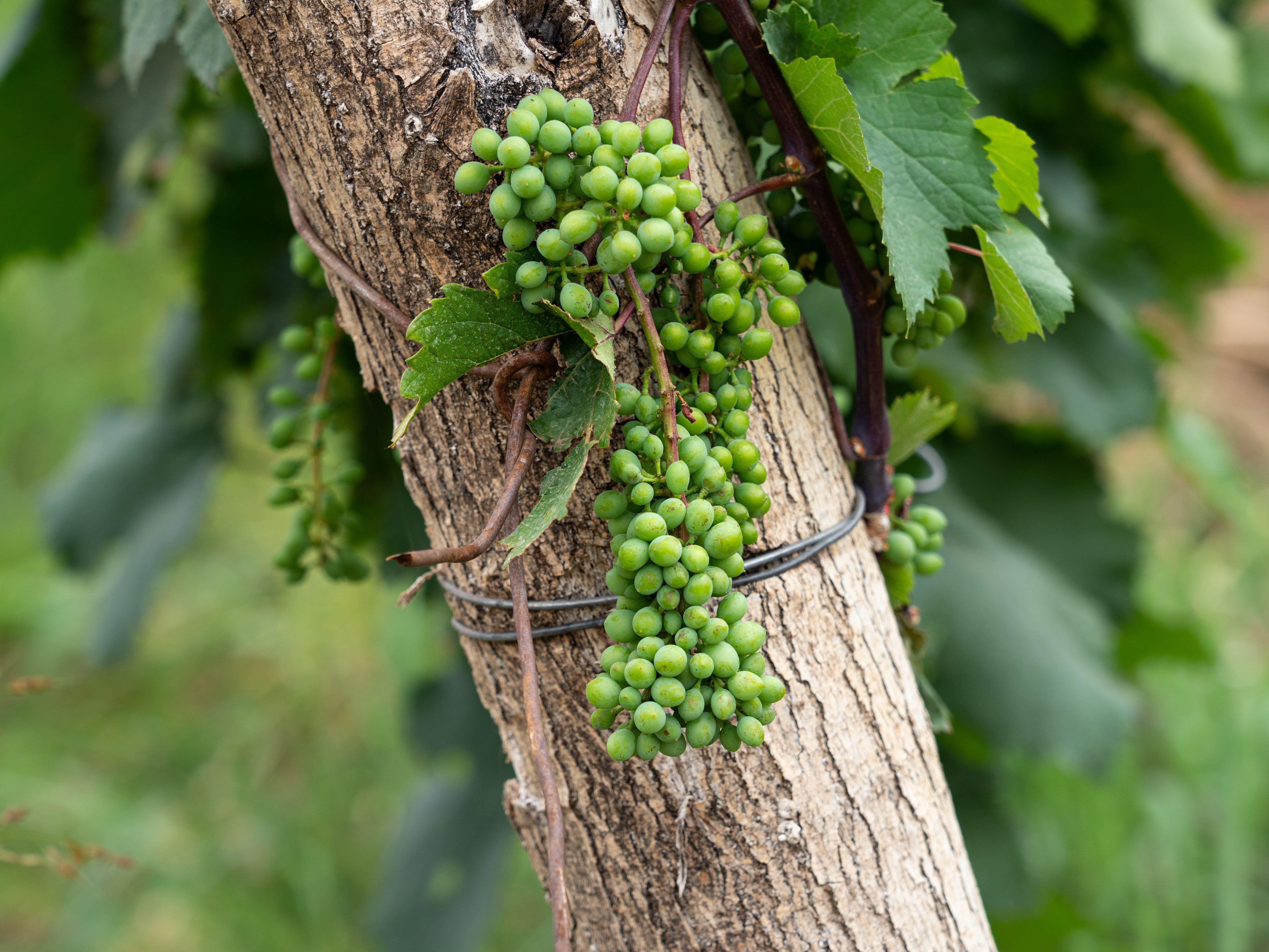 Tbilisi: Kakheti Rtveli Harvest, Wine & Georgian Supra Tour 2