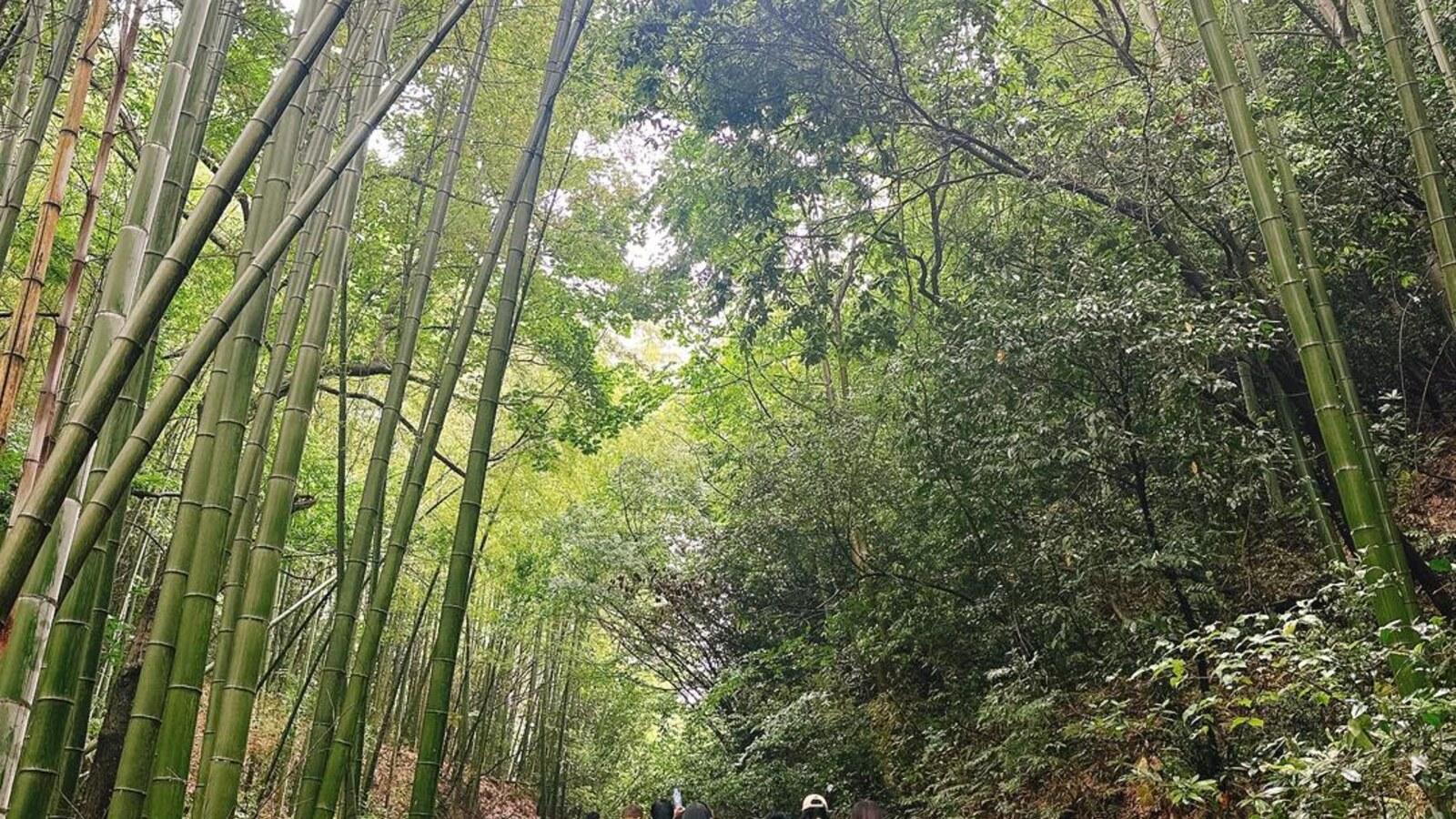 Shanghai: Shaoxing Tea Hills & Quiet Ancient Trail Day Trip 3