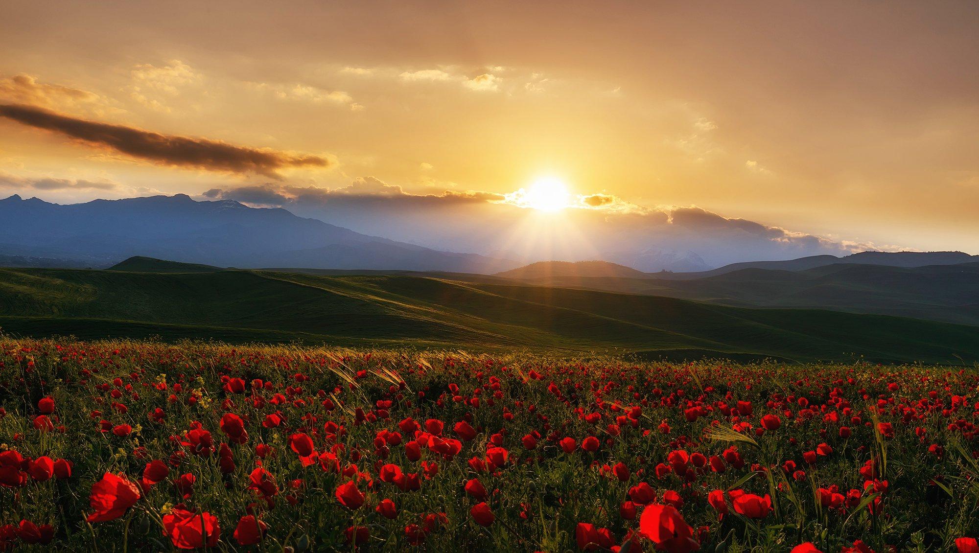 Windows Desktop Theme - Poppy Fields from Tashkent