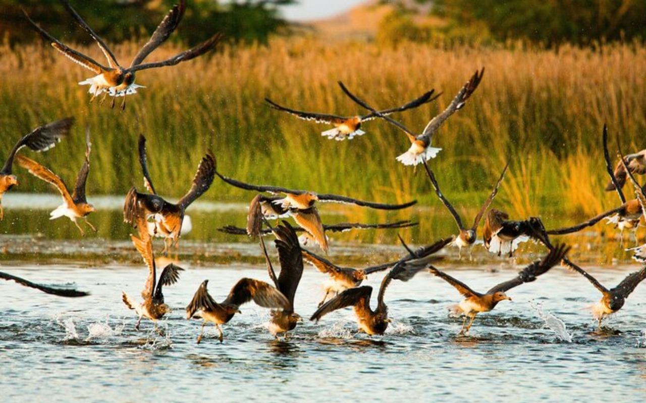 Muscat: Birdwatching Tour with Mosque Visit