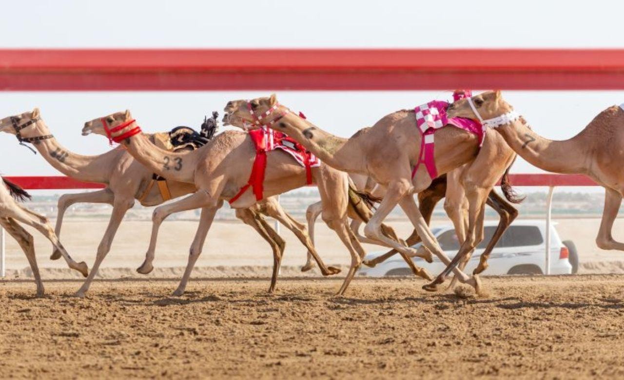 Doha: Camel Race Track and West Coast Private Tour 3