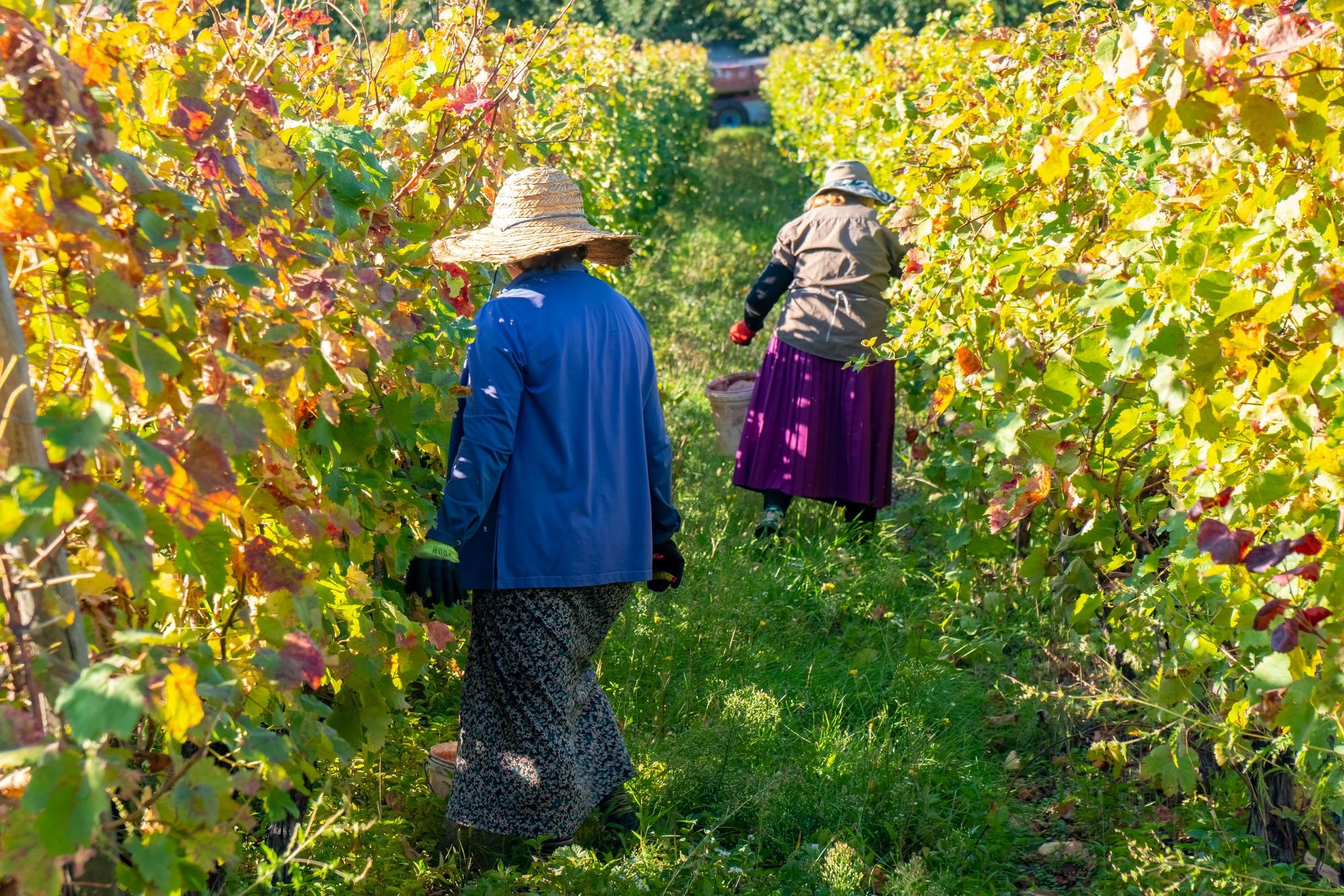 From Tbilisi: Kakheti, Sighnaghi & Winery Tour with Lunch 3