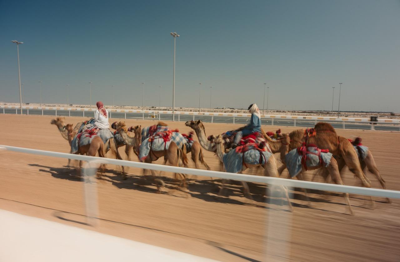 Doha: Richard Serra, Mushroom Rock, Camel Racing Track 3