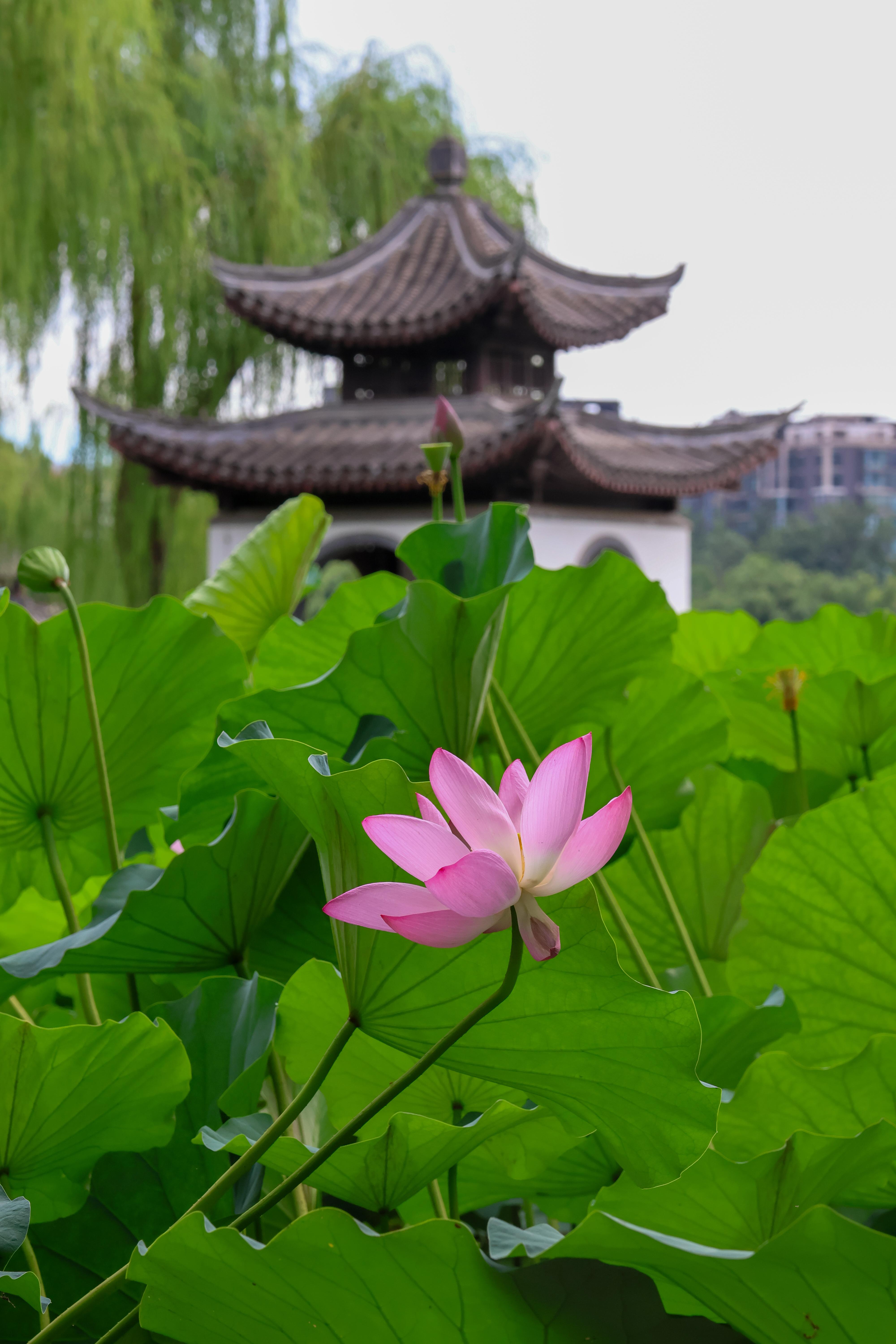 Beijing: Taoranting Park Entry Ticket
