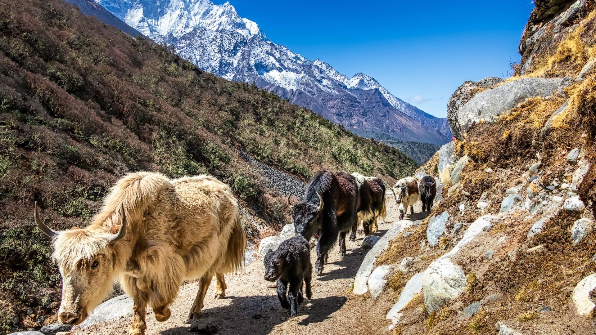 Everest Base Camp: Guided 12-Day Trek, Lukla Airfare Option 2