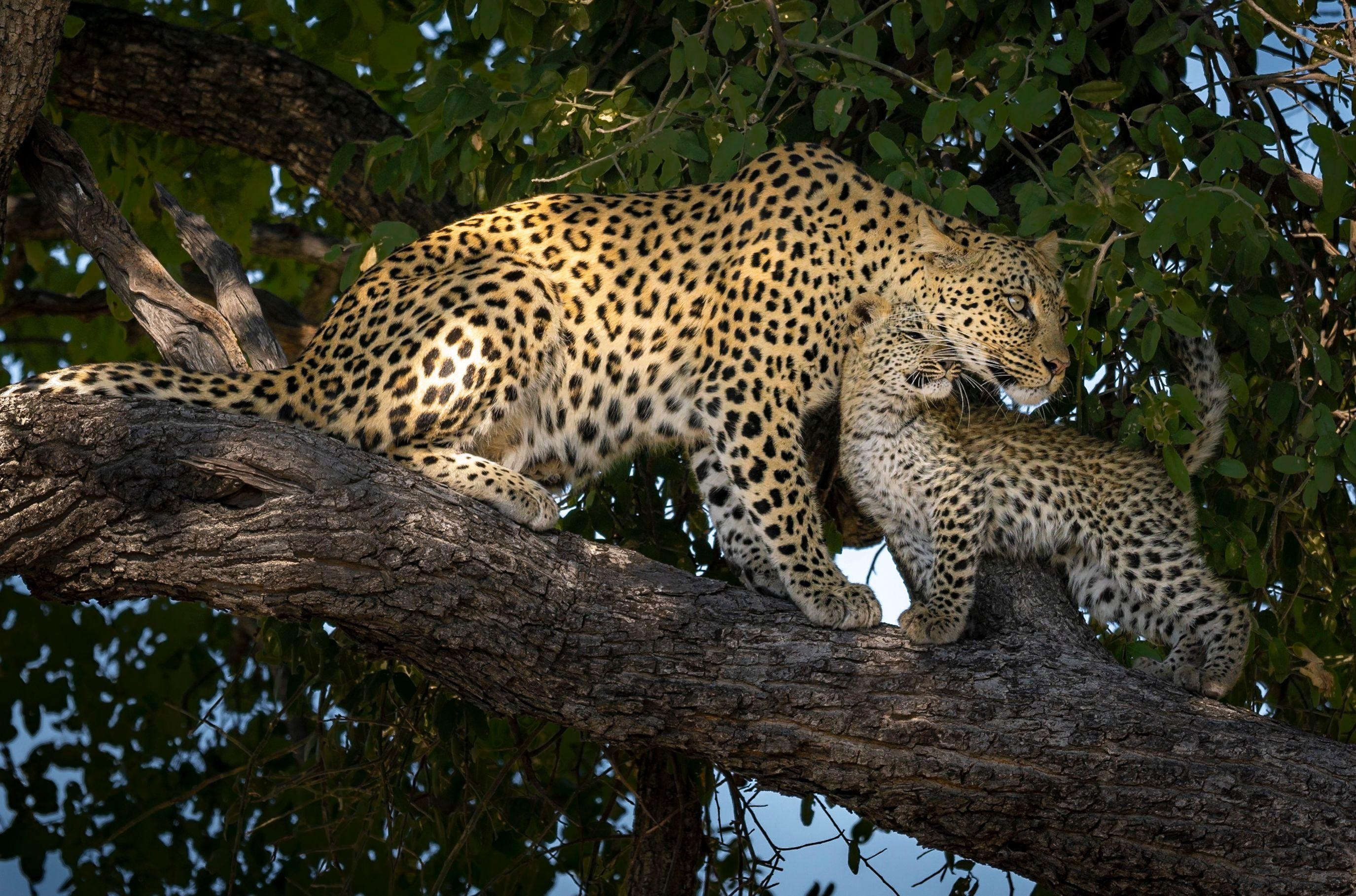 Jaipur: Wild Leopard Safari in Jhalana or Amagarh by Jeep 2