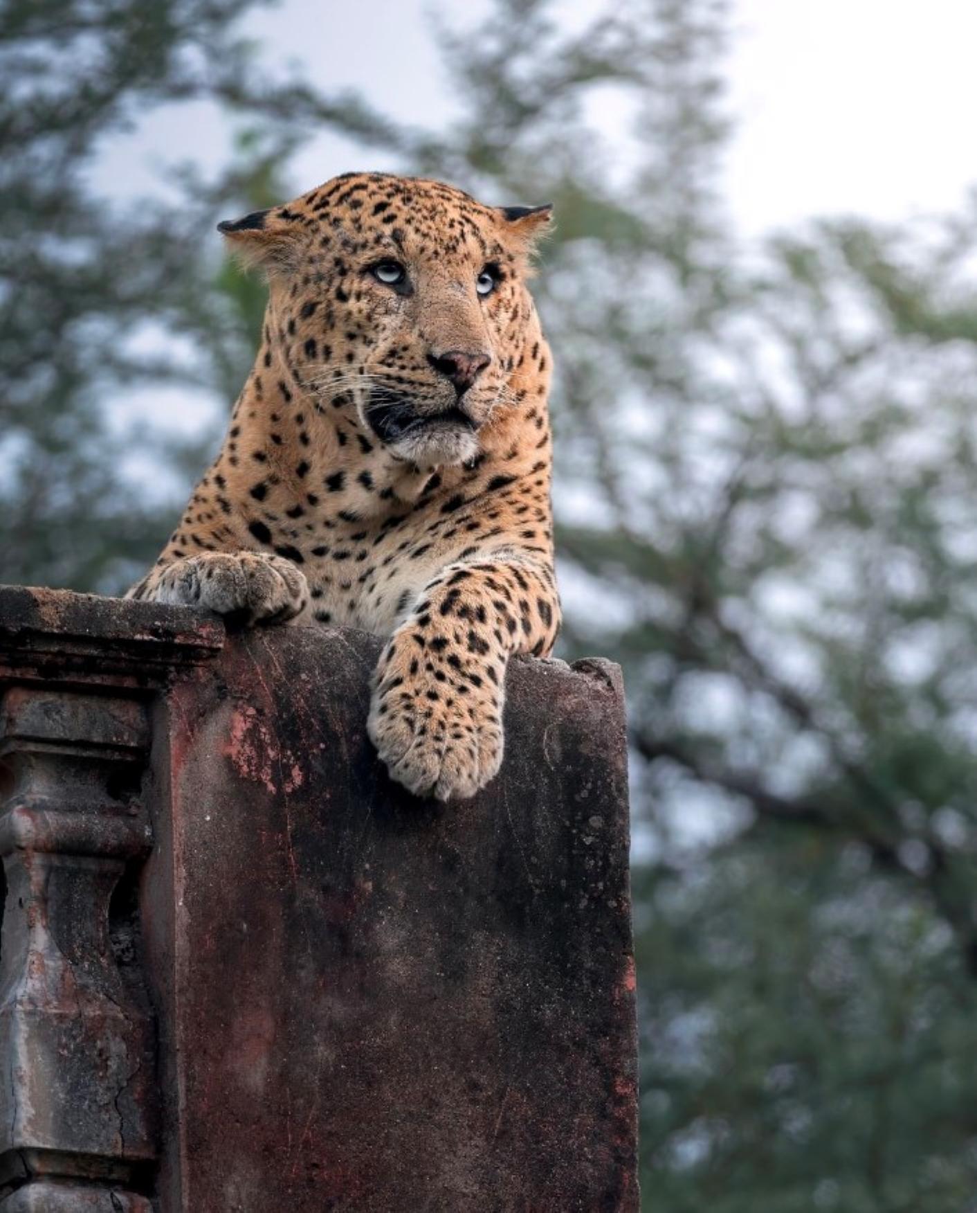 Jaipur: Jhalana leopard safari tour with hotel pickup & drop 3